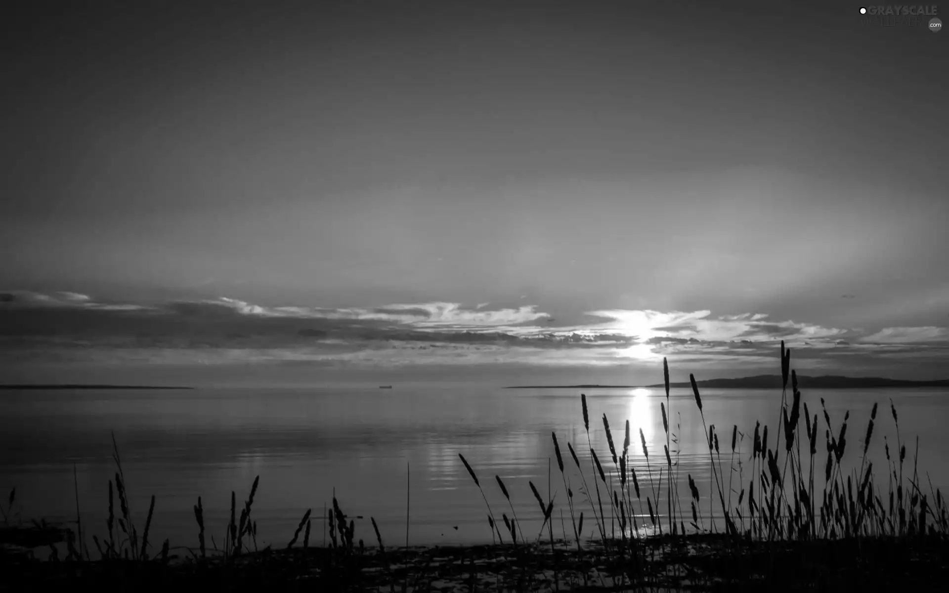 west, lake, sweet flag, sun