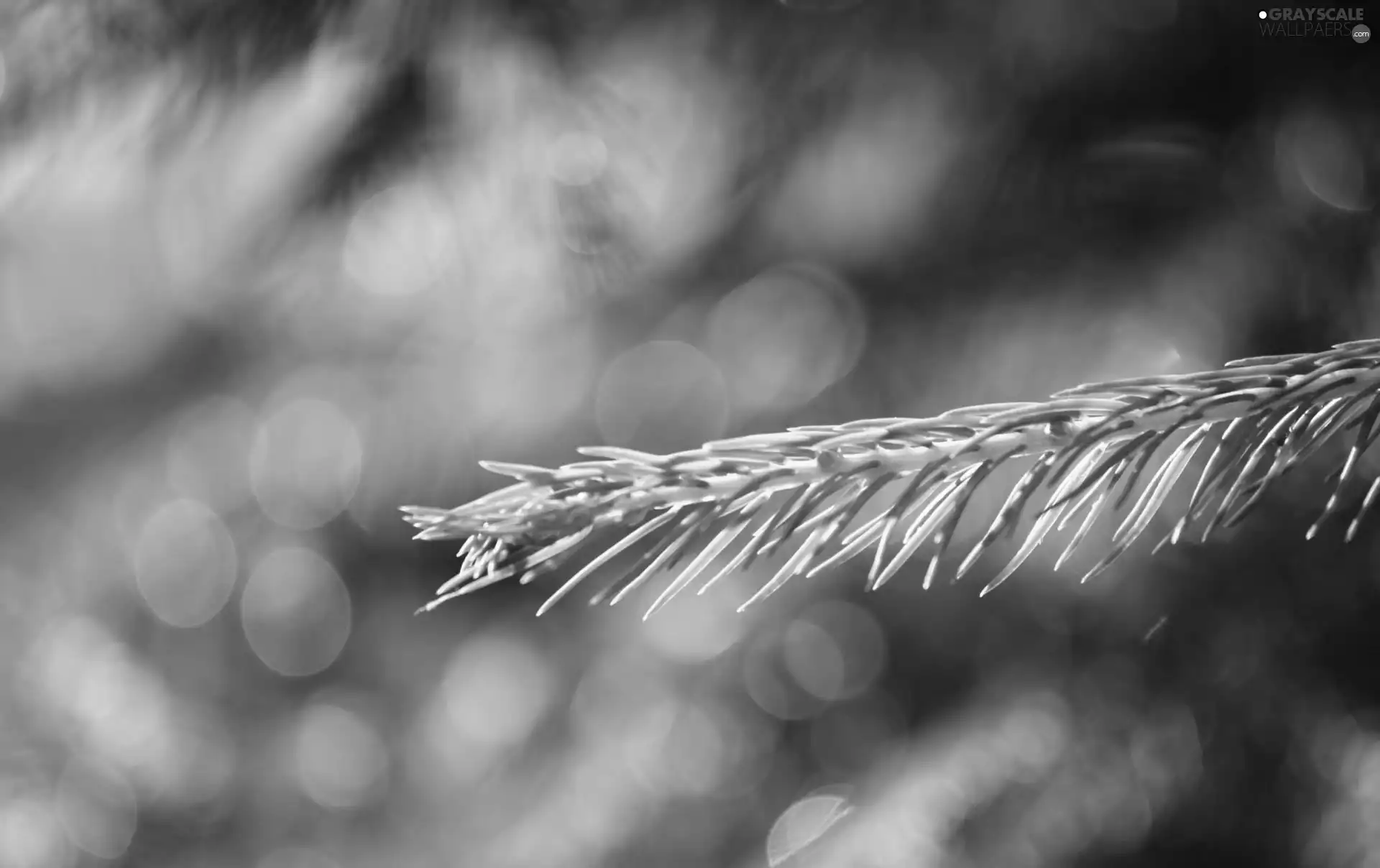 twig, Swierk