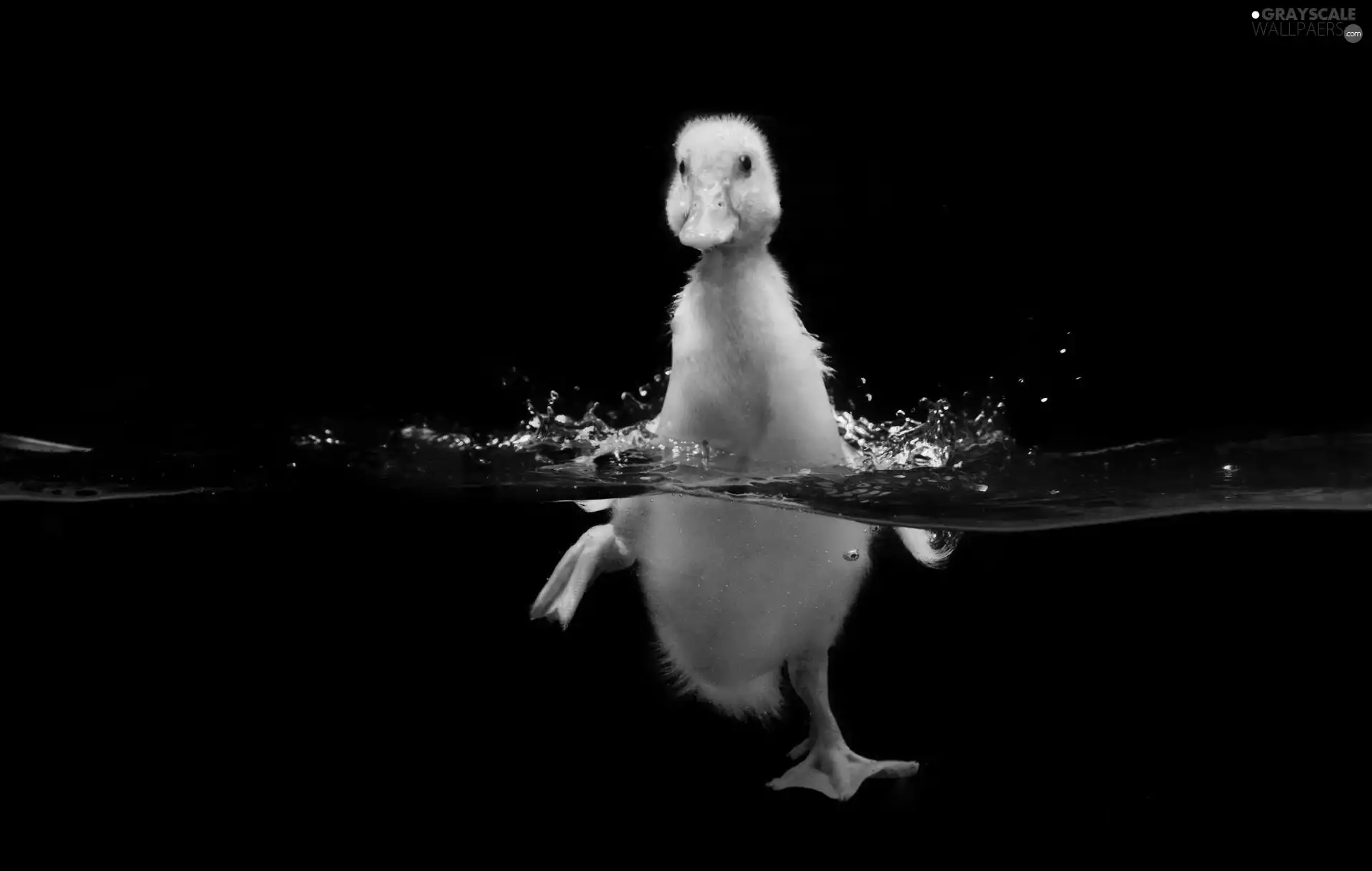 swimming, Ducky, water