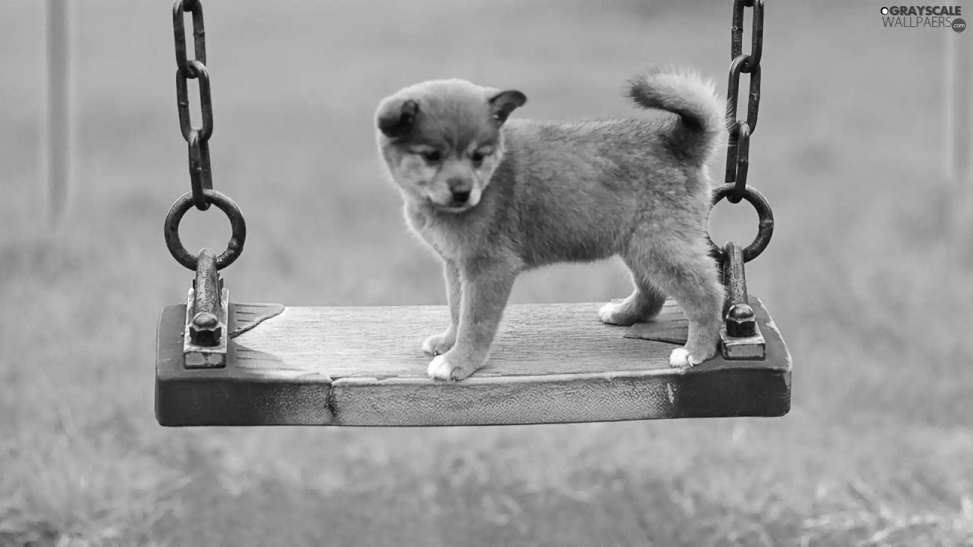 Akita, Puppy, Swing