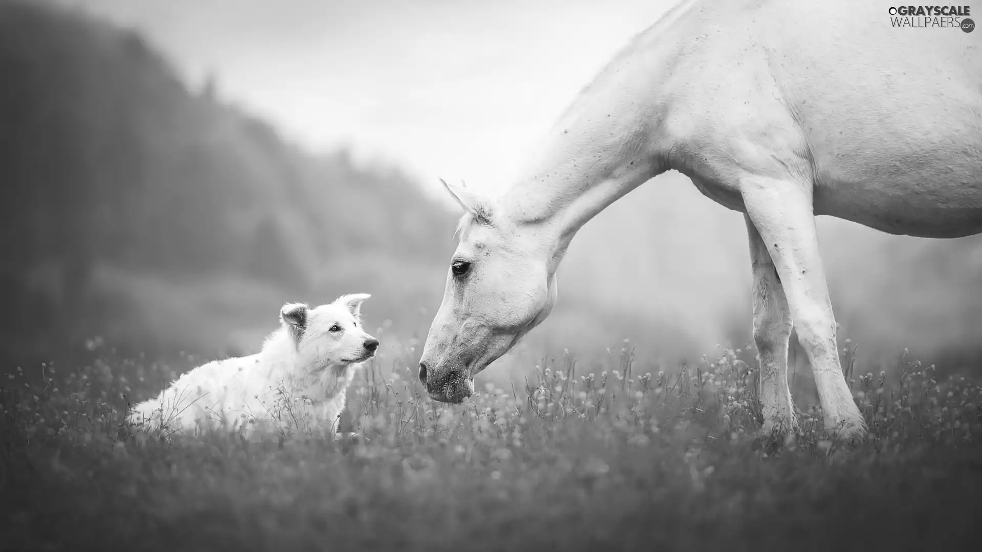 White, dog, White Swiss Shepherd, Horse