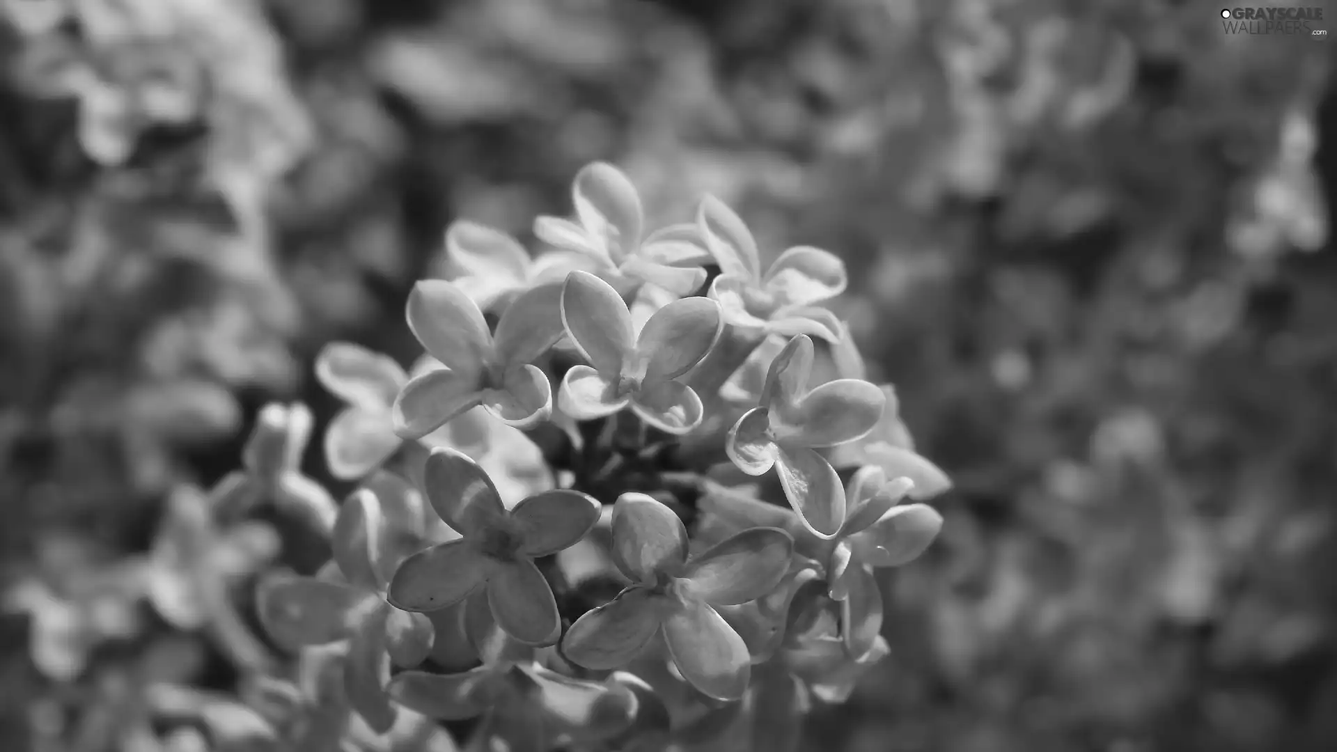 without, Flowers, rapprochement, Syringa