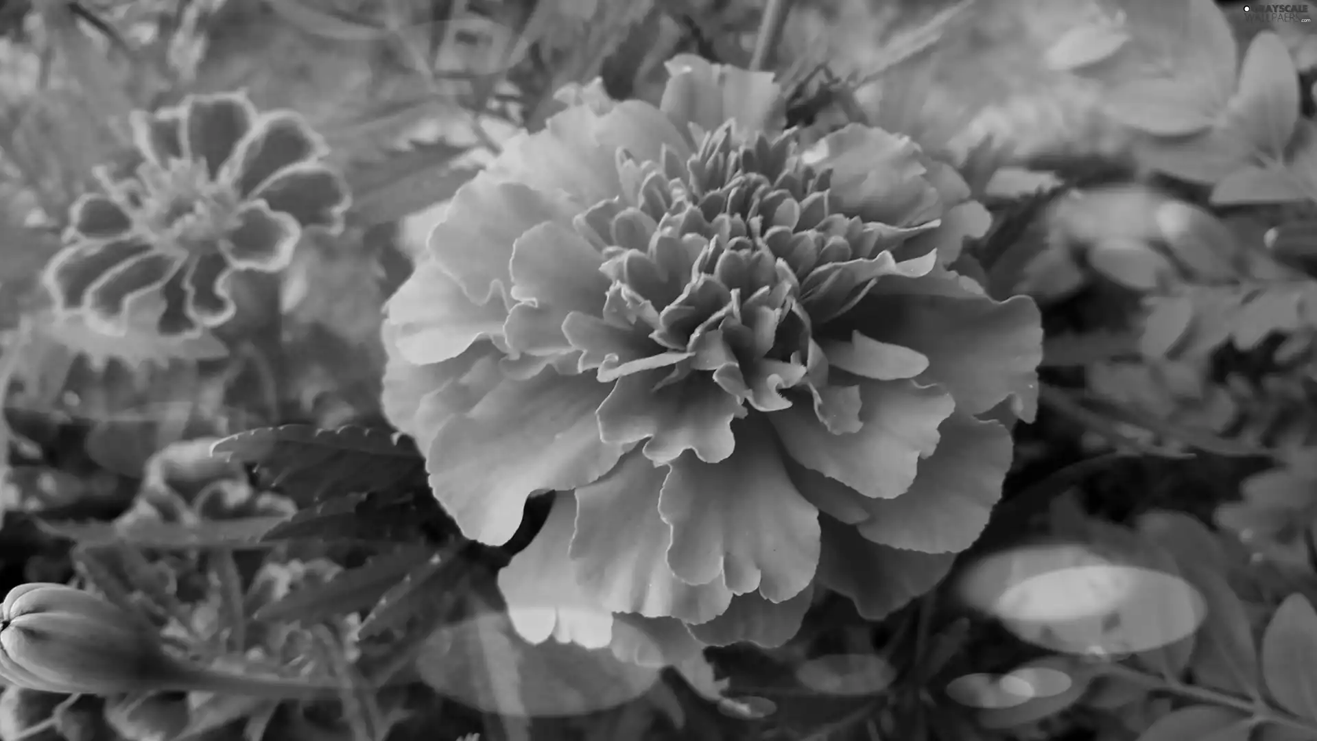 Tagetes