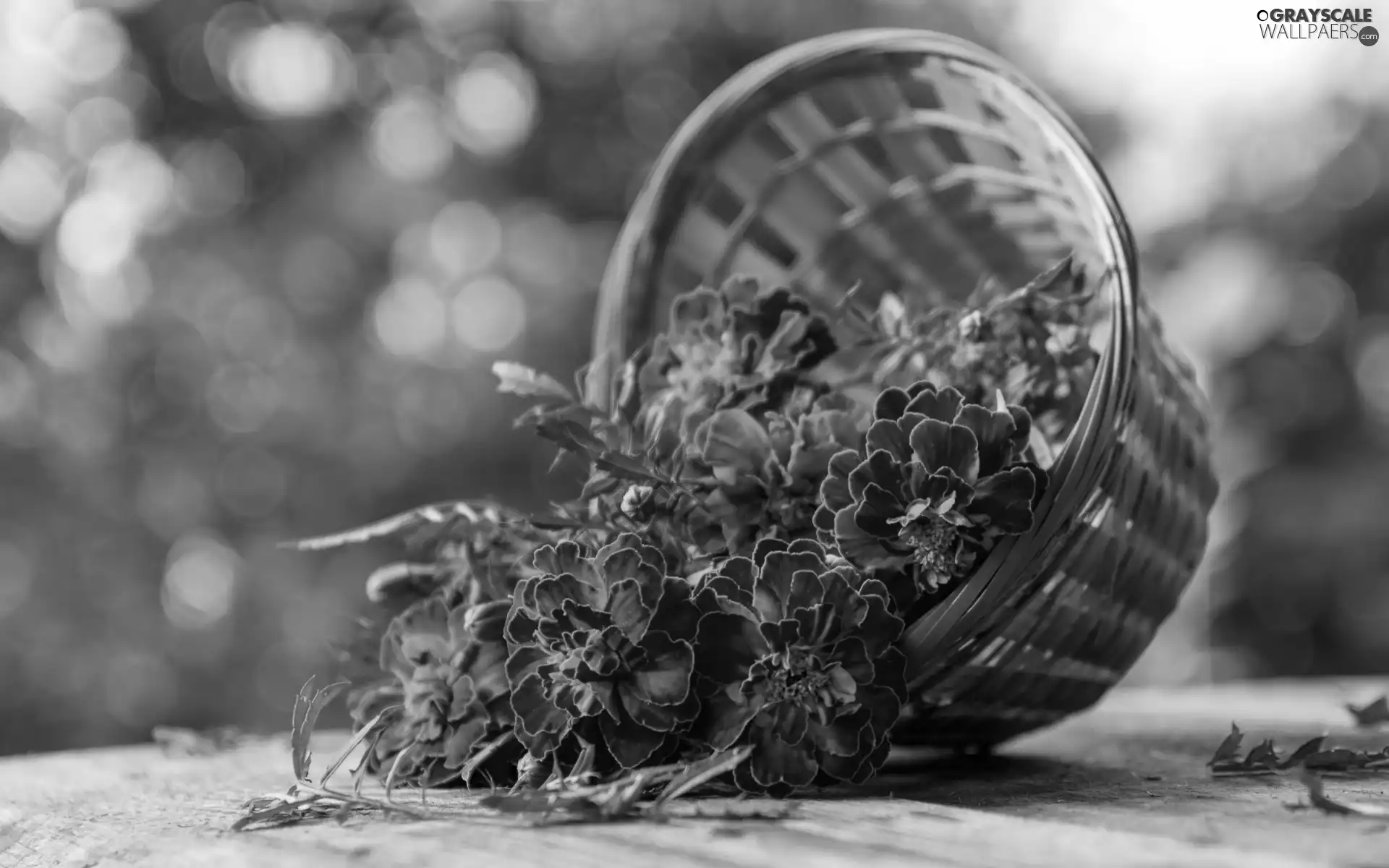 Tagetes, basket, Flowers