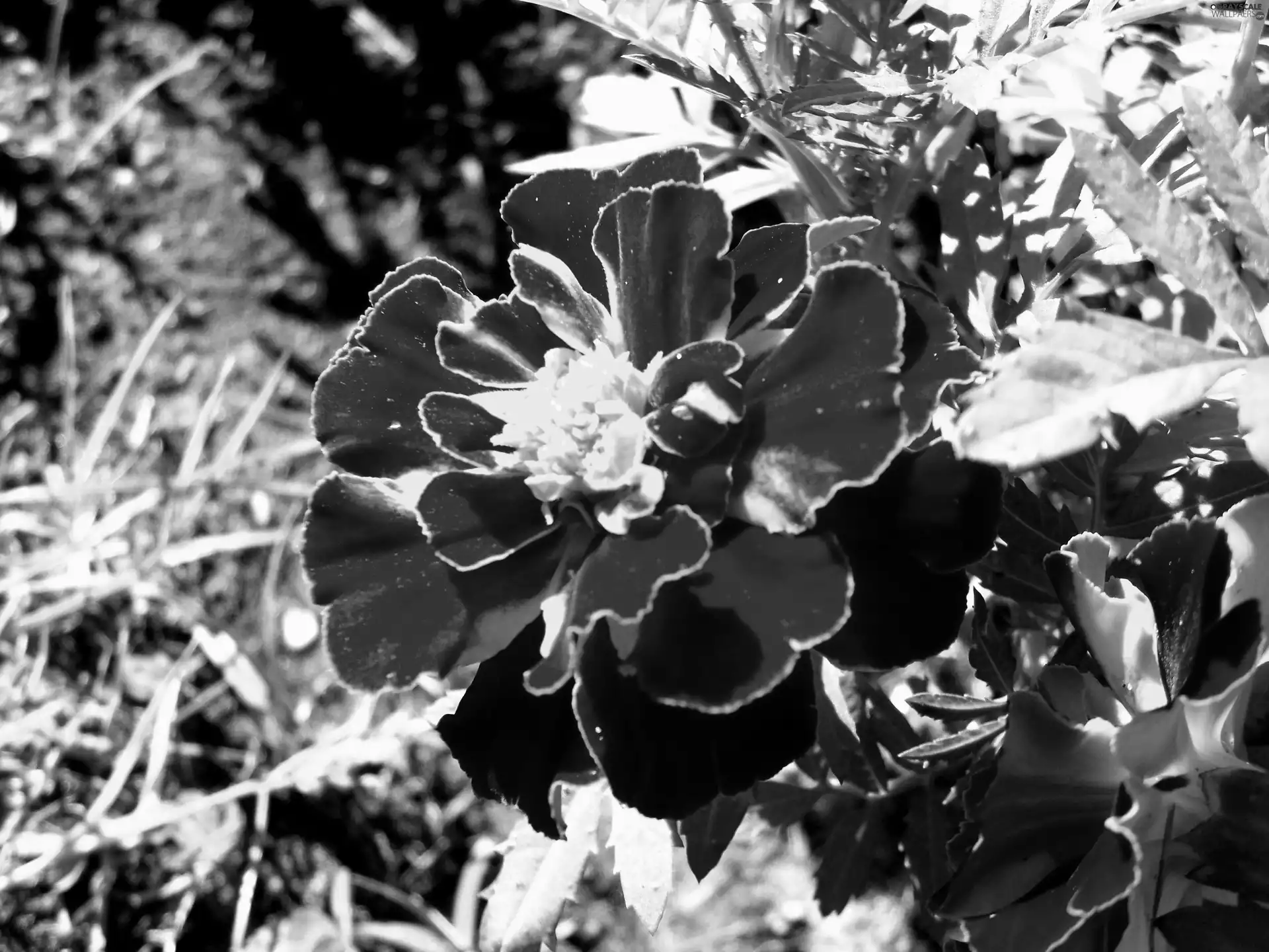 Flowers, Tagetes