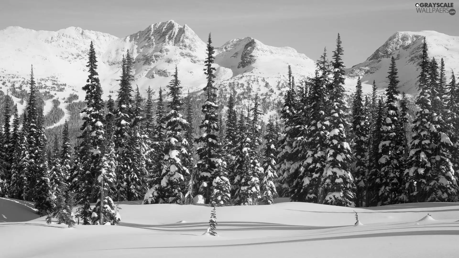 Mountains, snow, taiga, forest