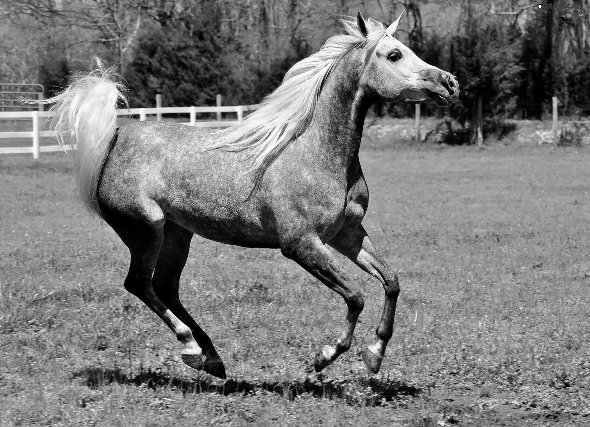 White, Horse, tail, grass, mane, gear