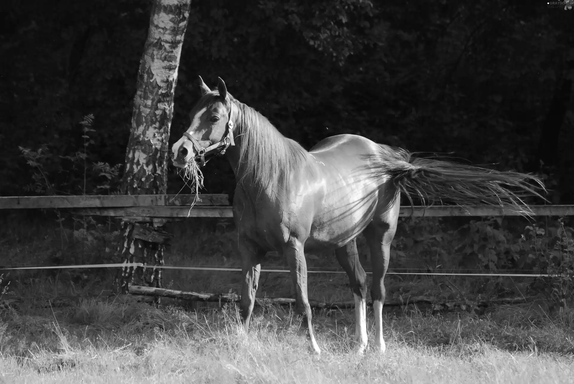 tail, bay, Horse