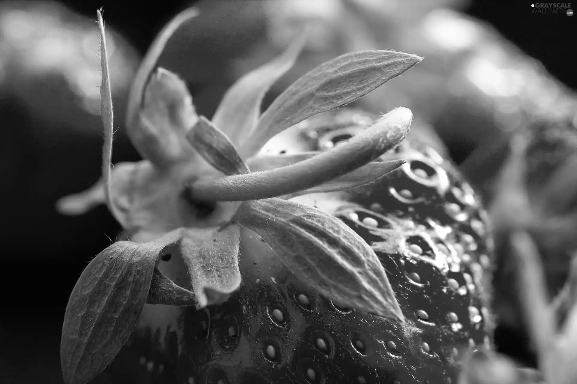 tail, Strawberry, leaves