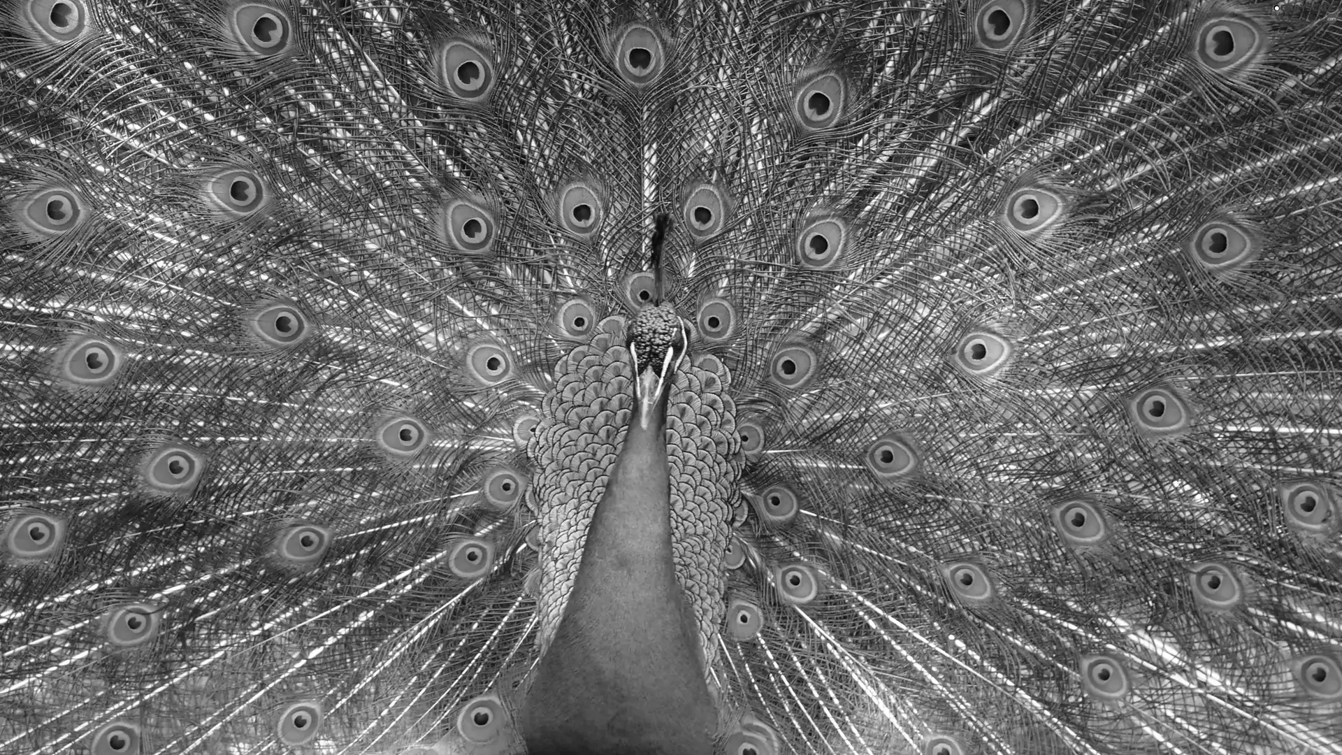 peacock, tail