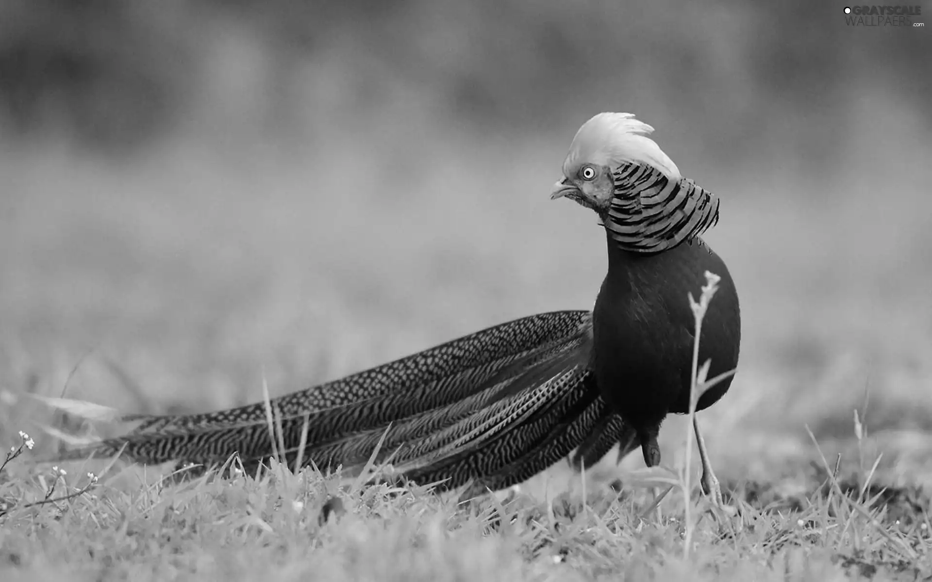 tail, color, pheasant