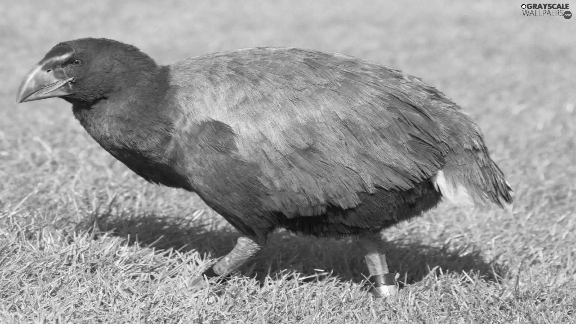 birds, Takahe