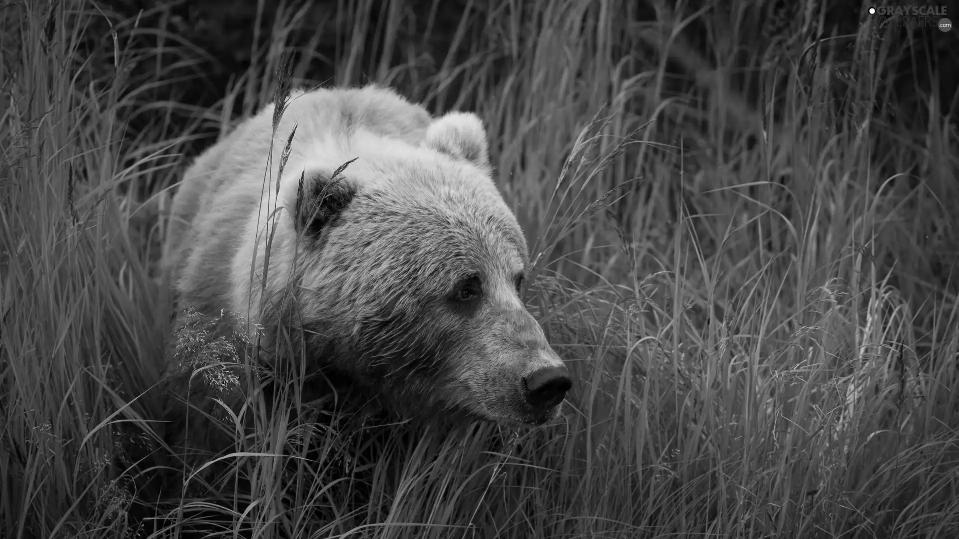 grass, Brown bear, tall