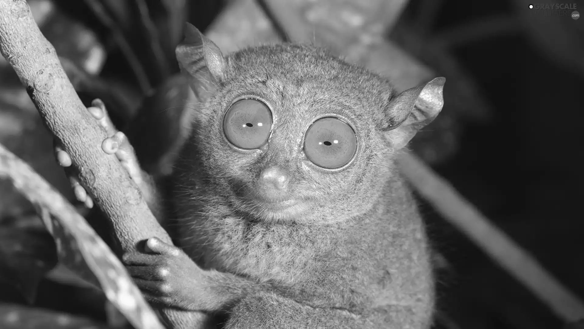 Eyes, Tarsier, Wyrak, Big, mammal