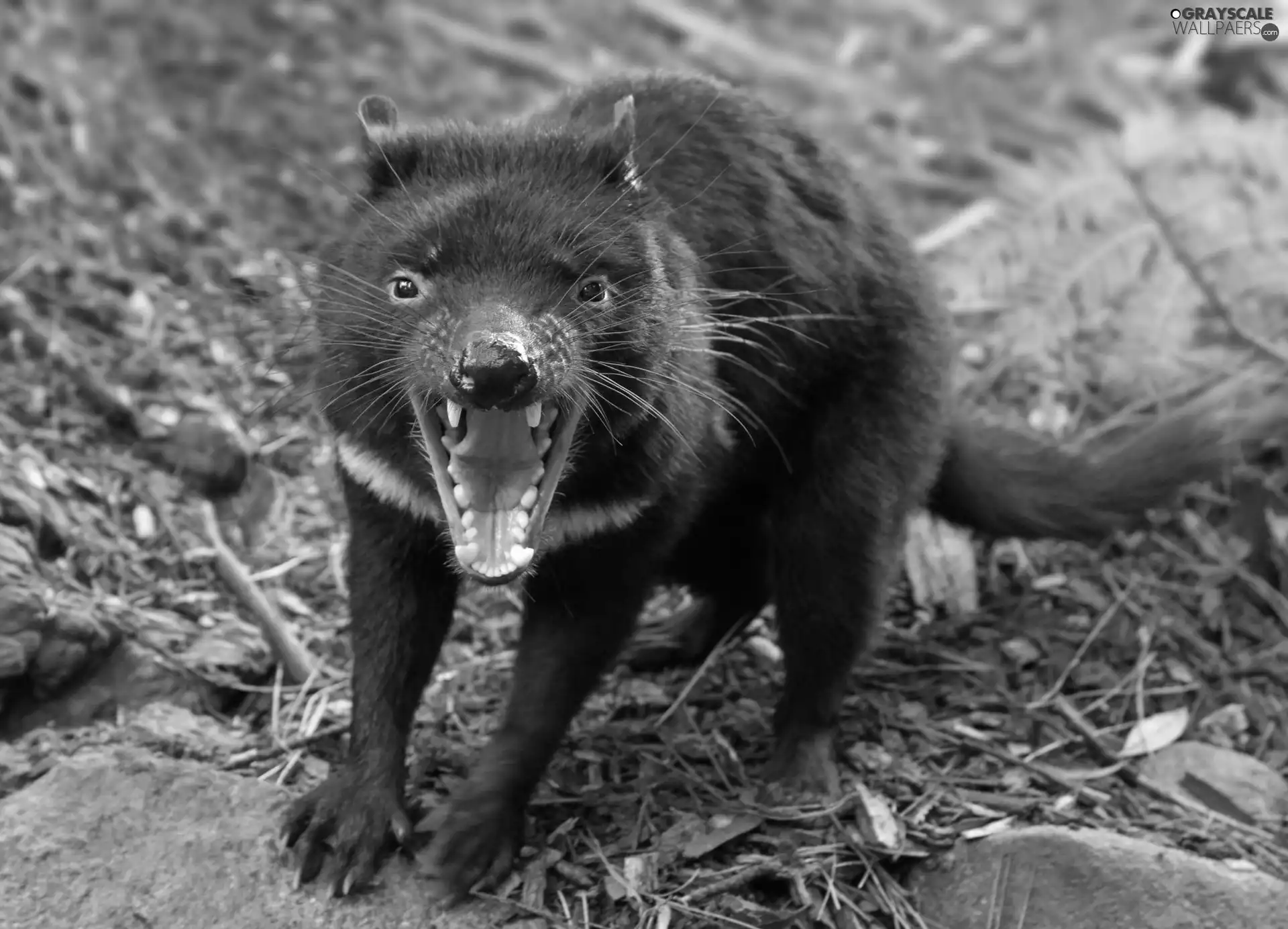 Tasmanian Devil