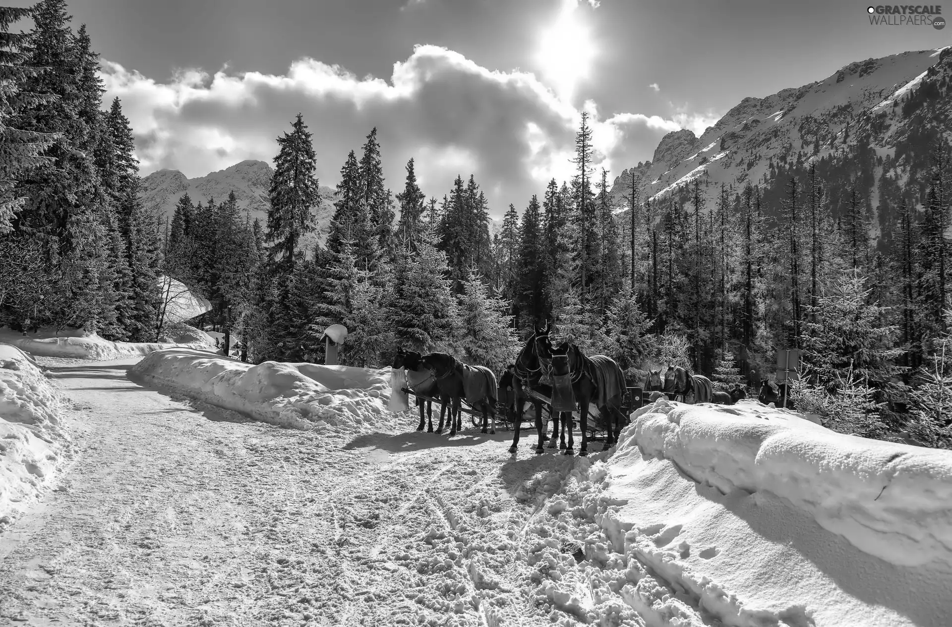 bloodstock, Mountains, Tatras, Poland, team, winter