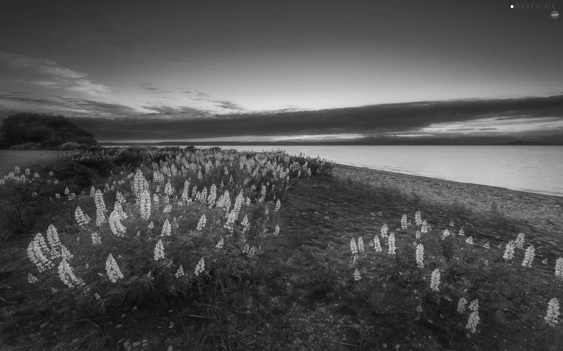 Taupo, New Zeland, Yellow, lupine, Flowers, lake