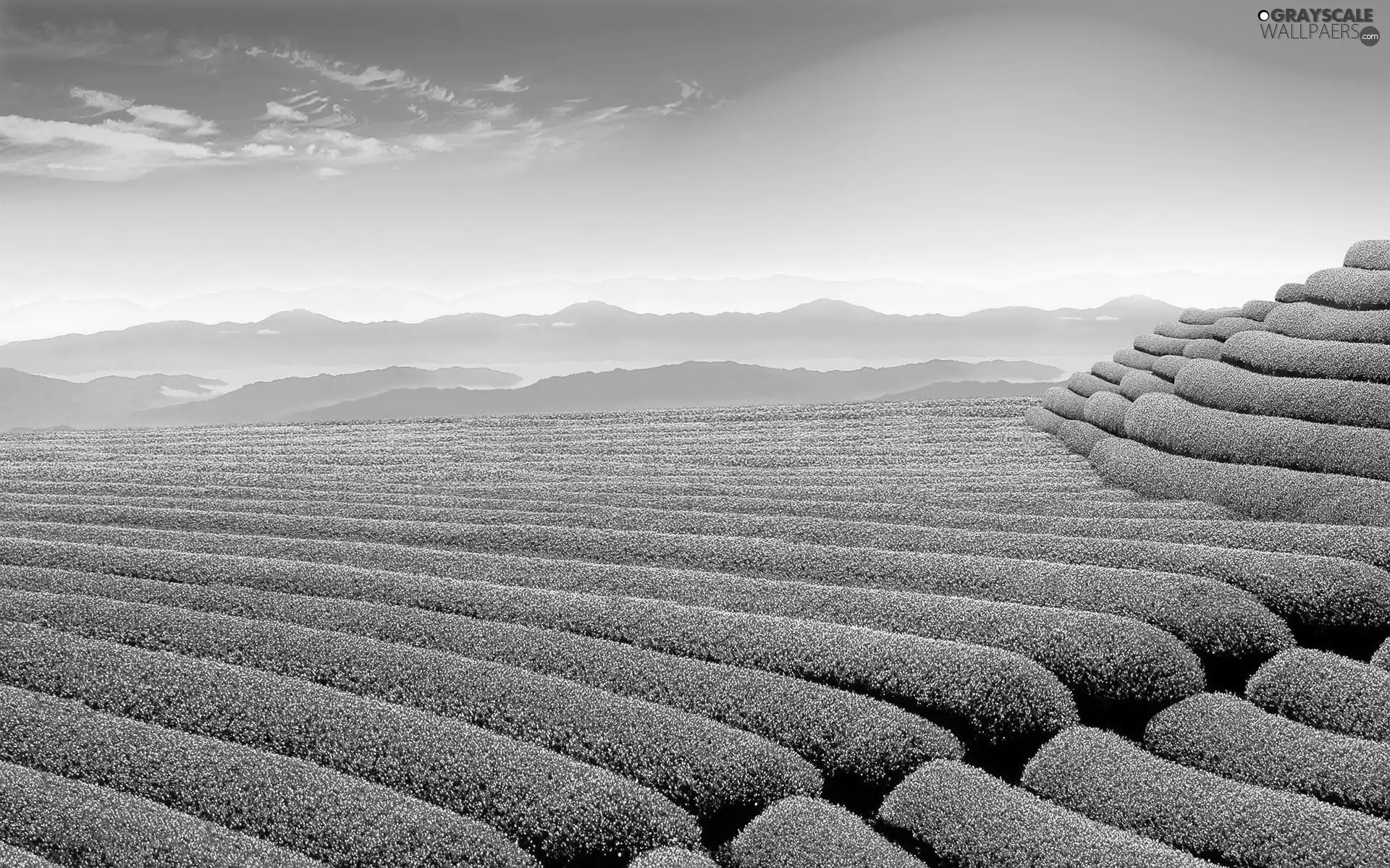 Garden, Of Tea