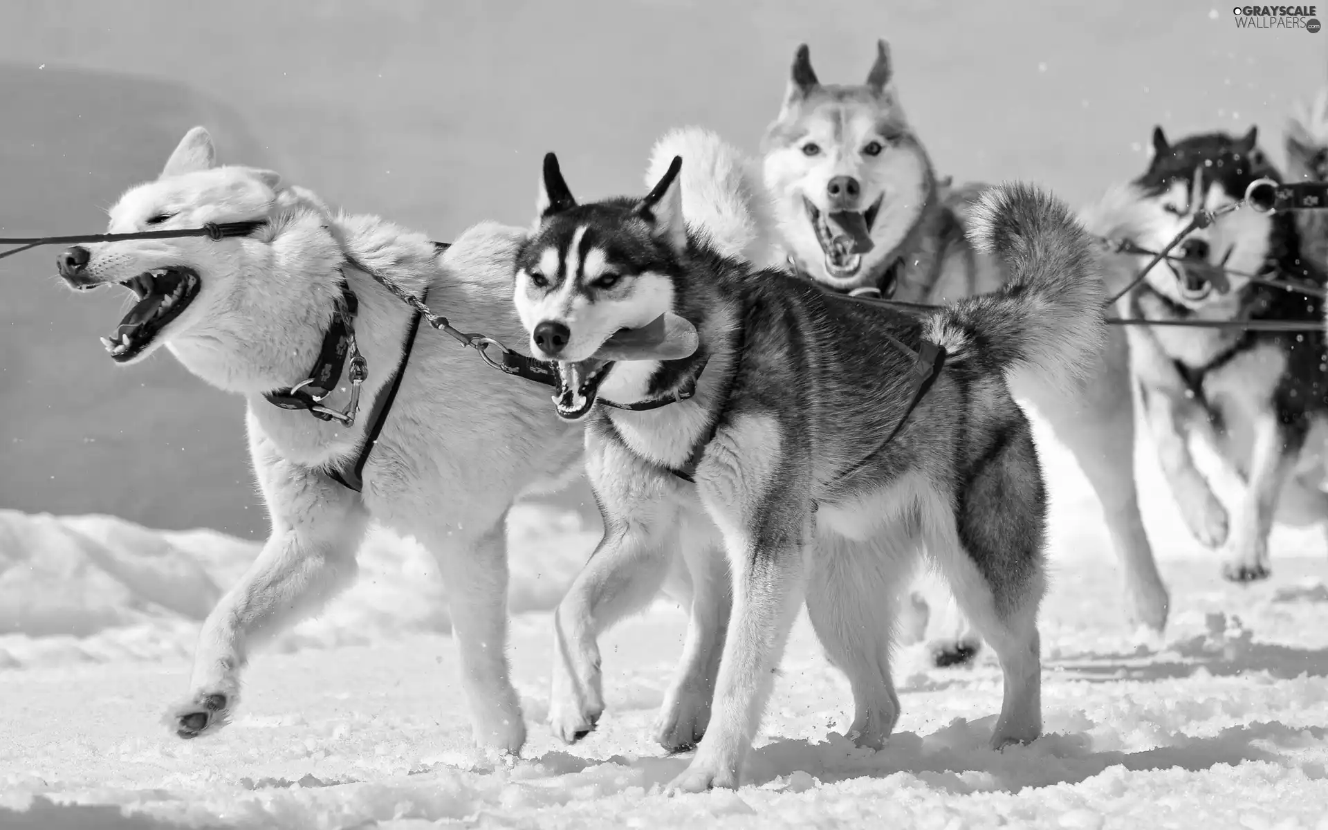 team, Dogs, Husky