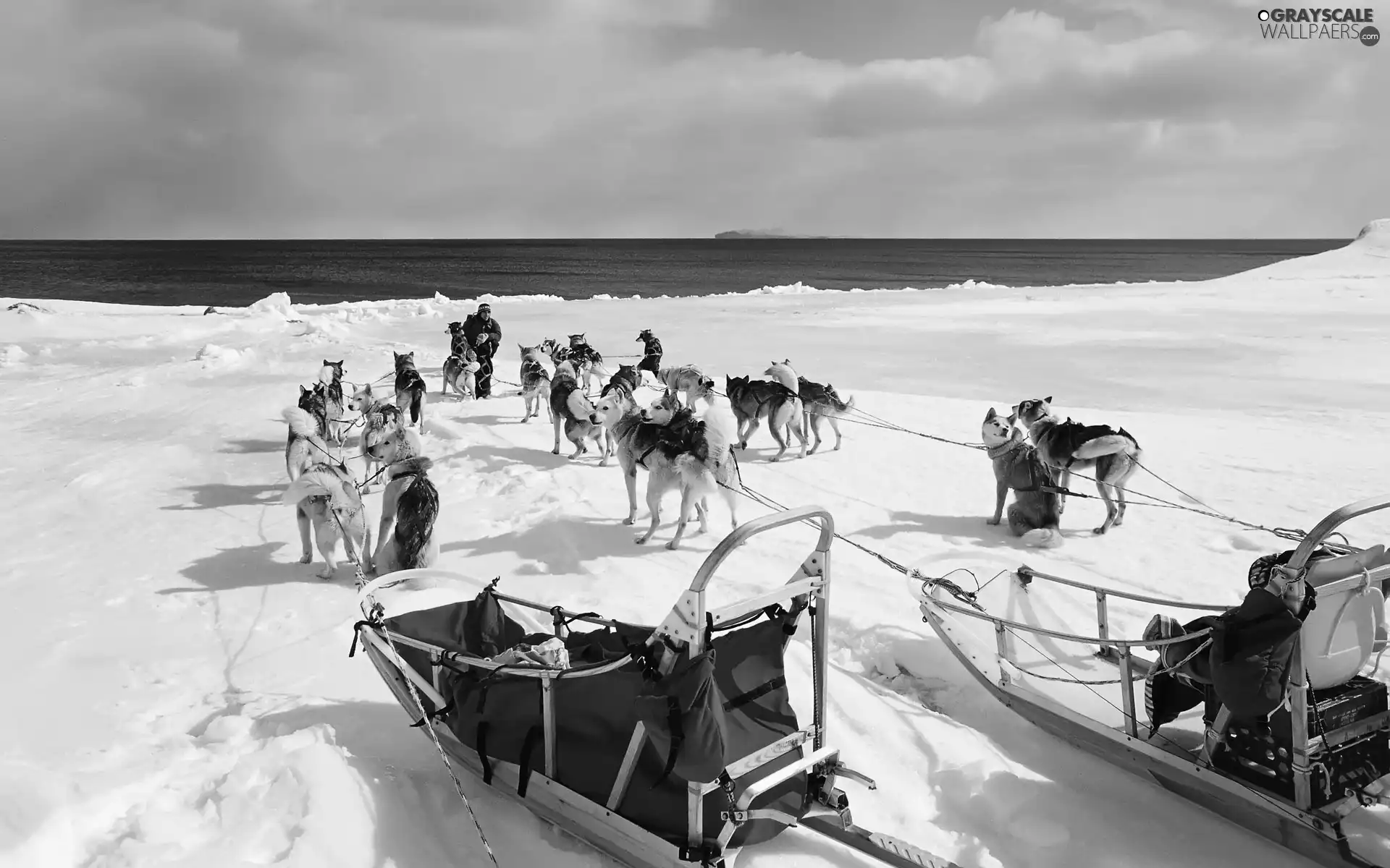 snow, Siberian Husky, team