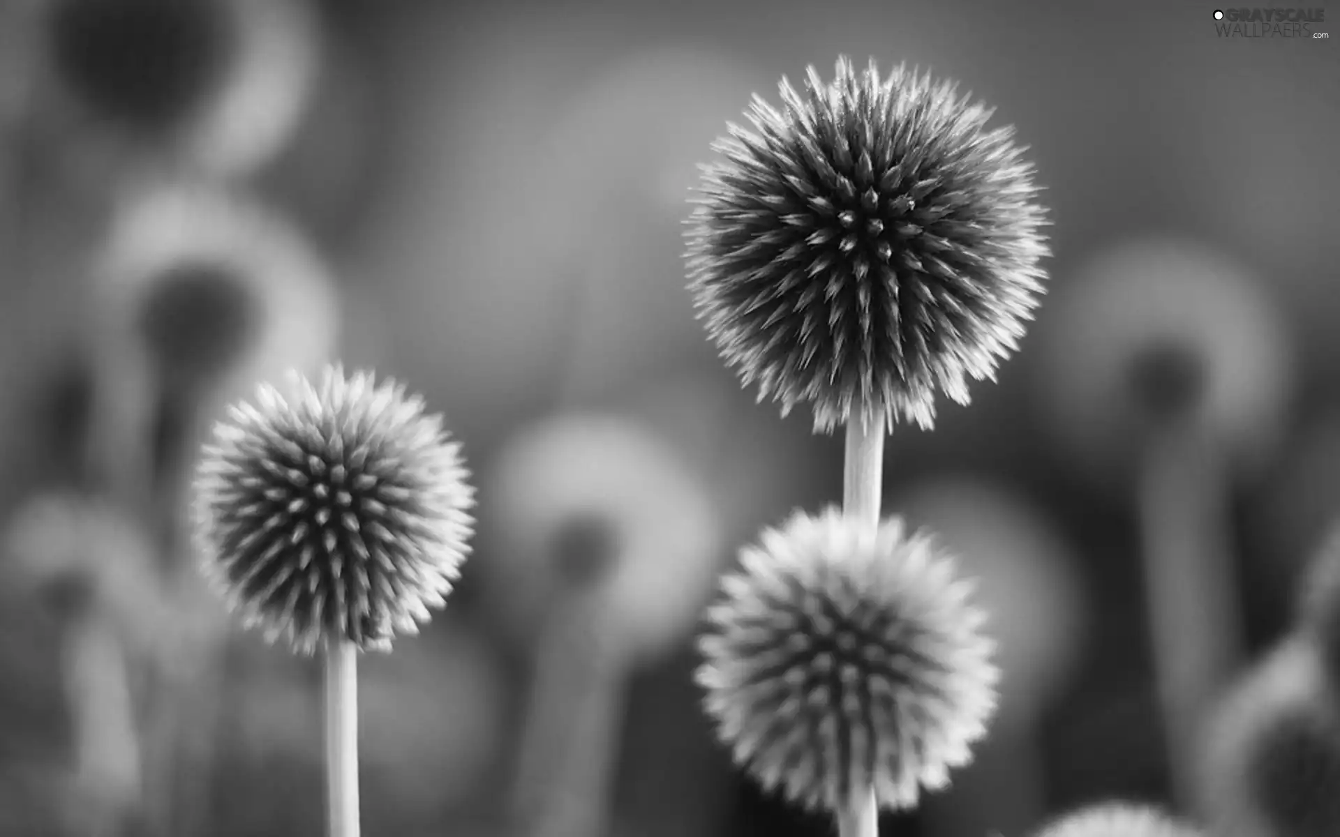 teasel