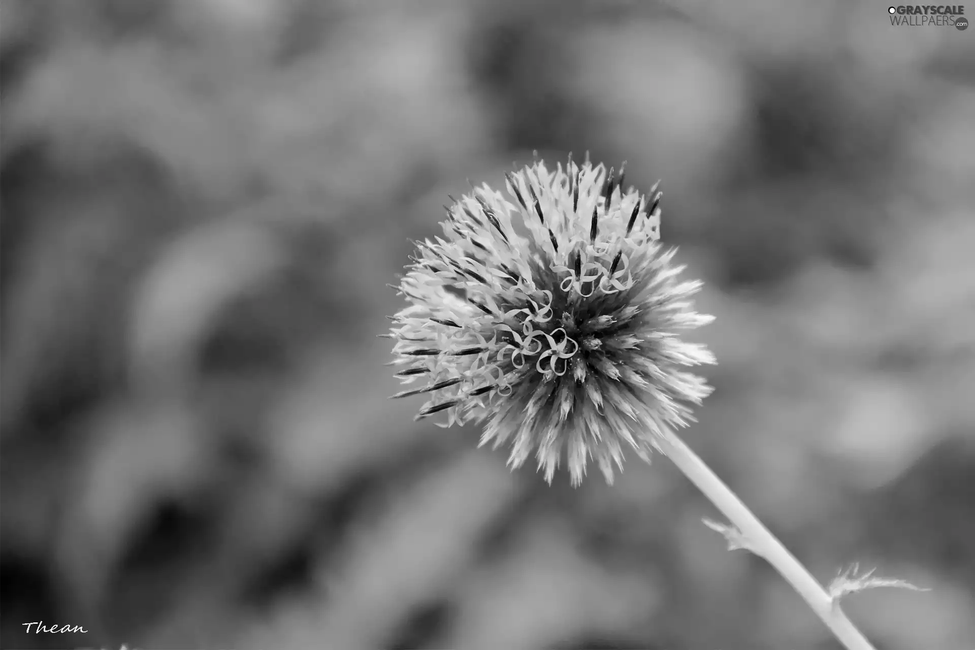 Echinops Ritro
