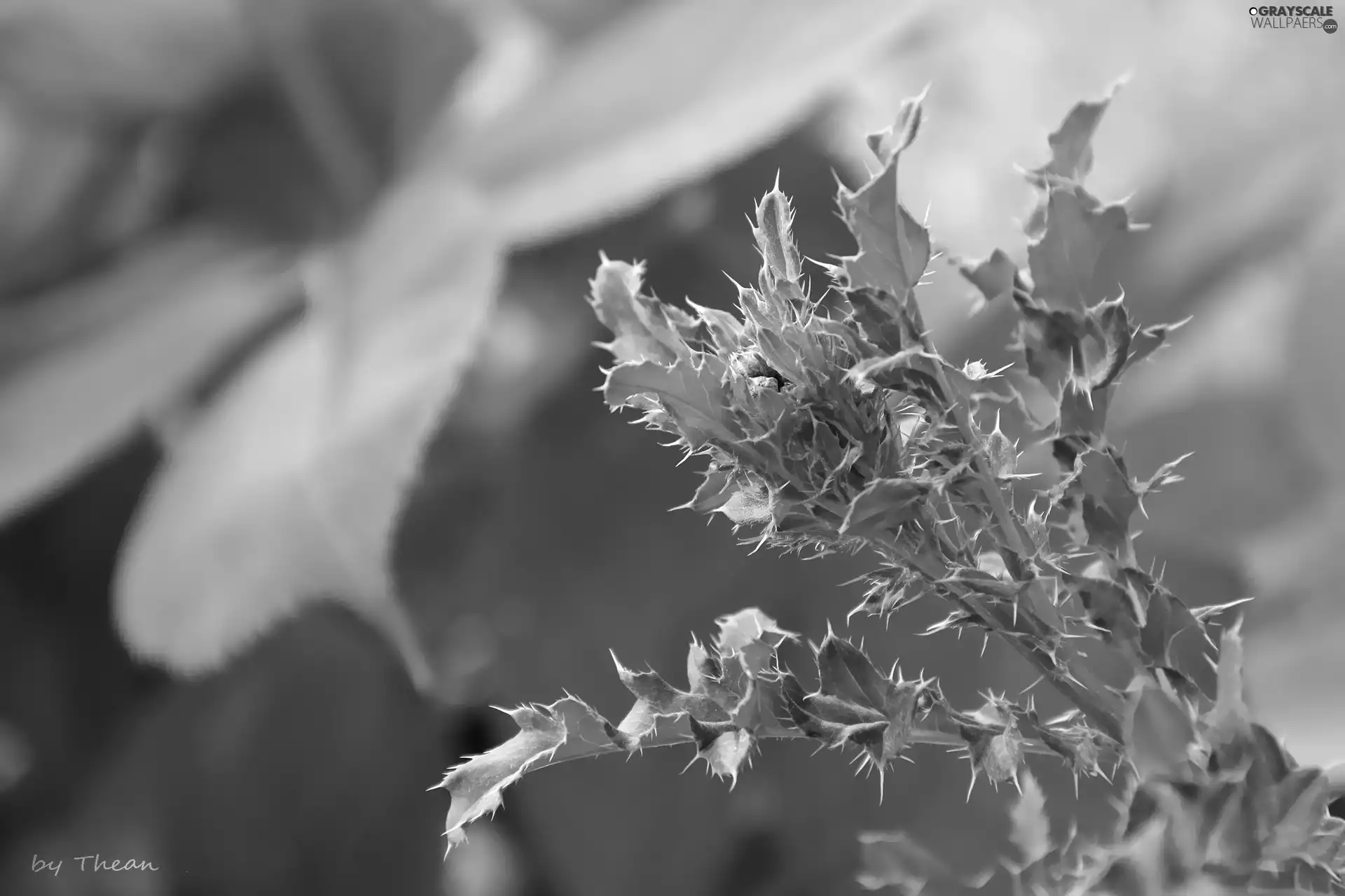 teasel