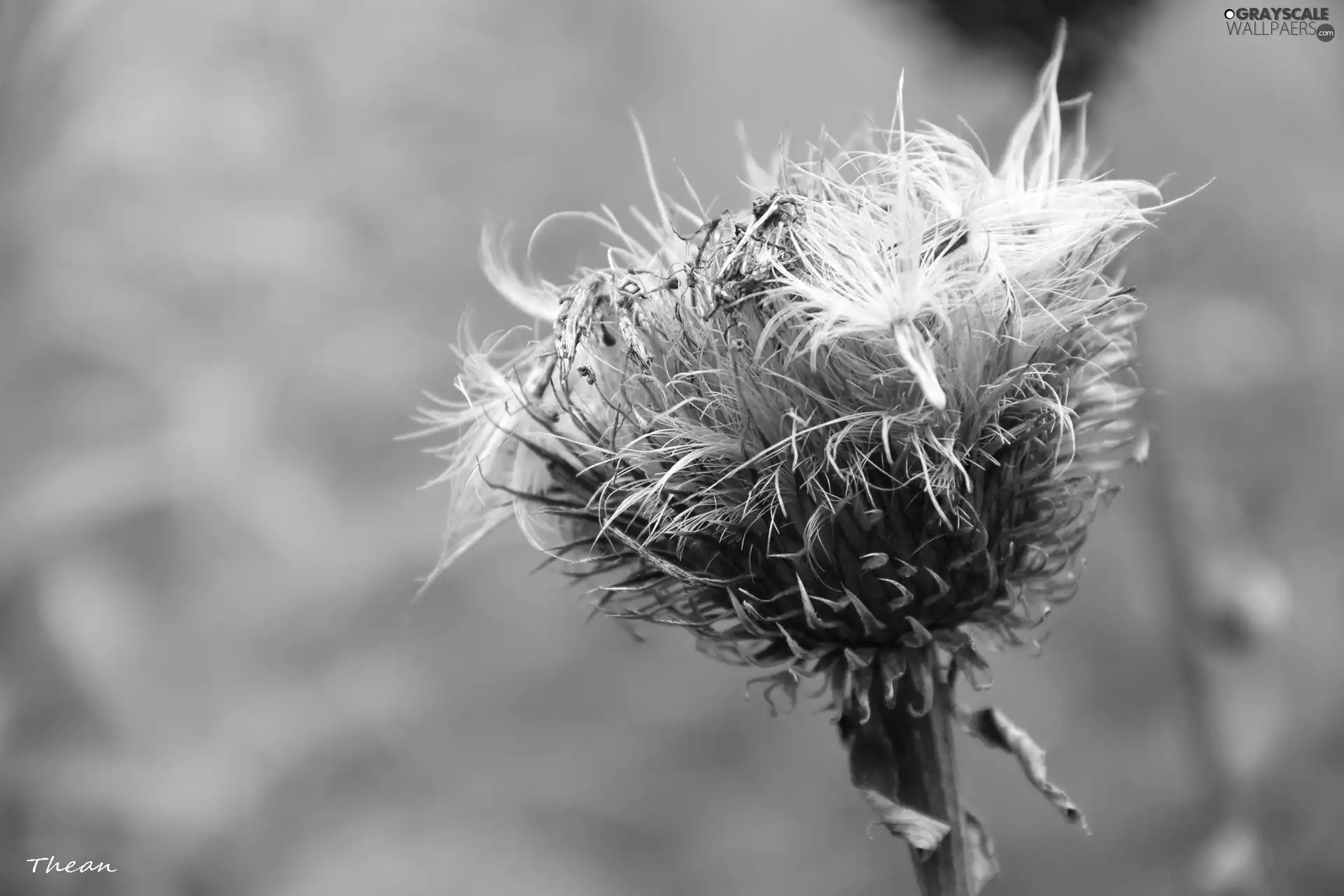 fading, teasel