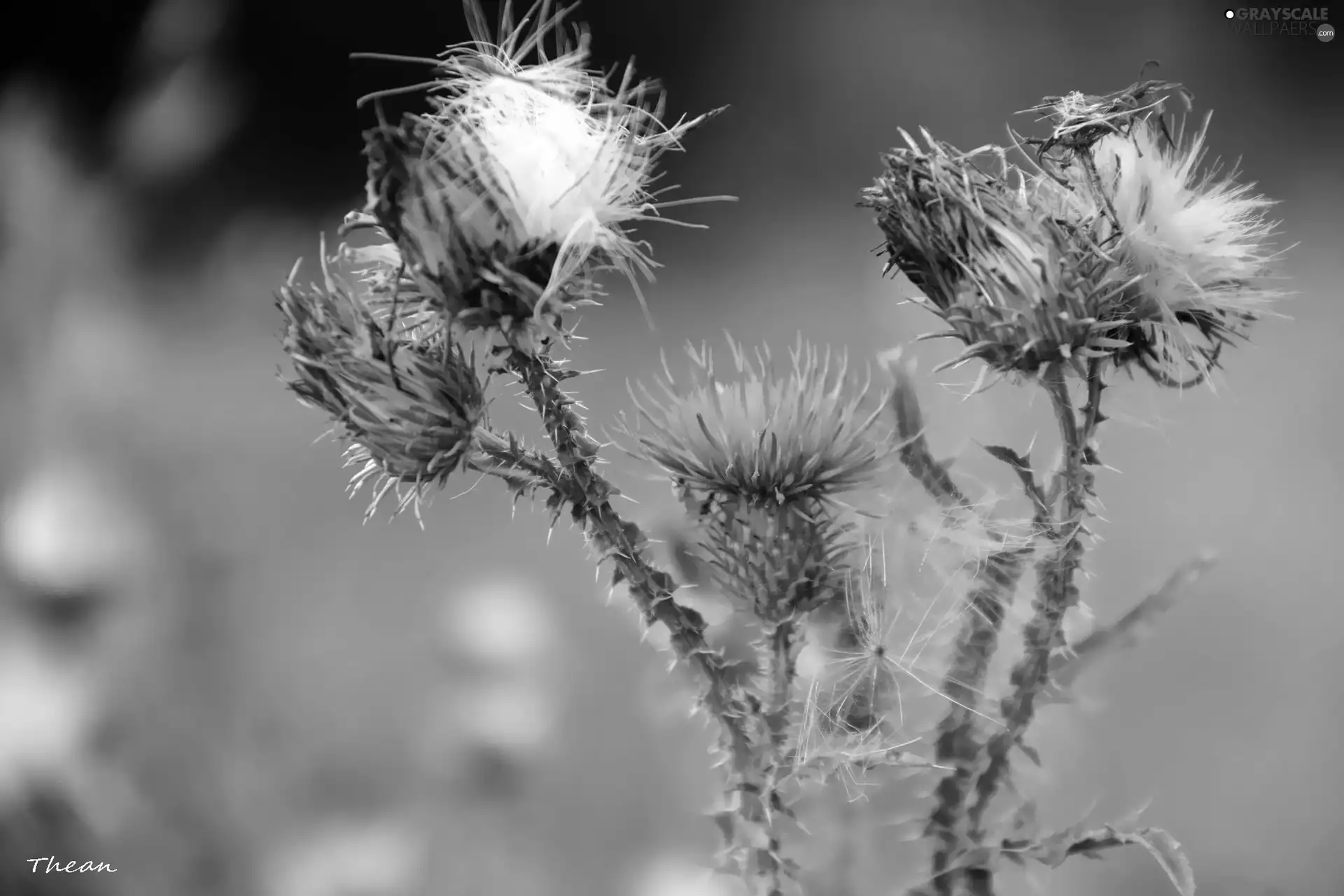 flourishing, teasel