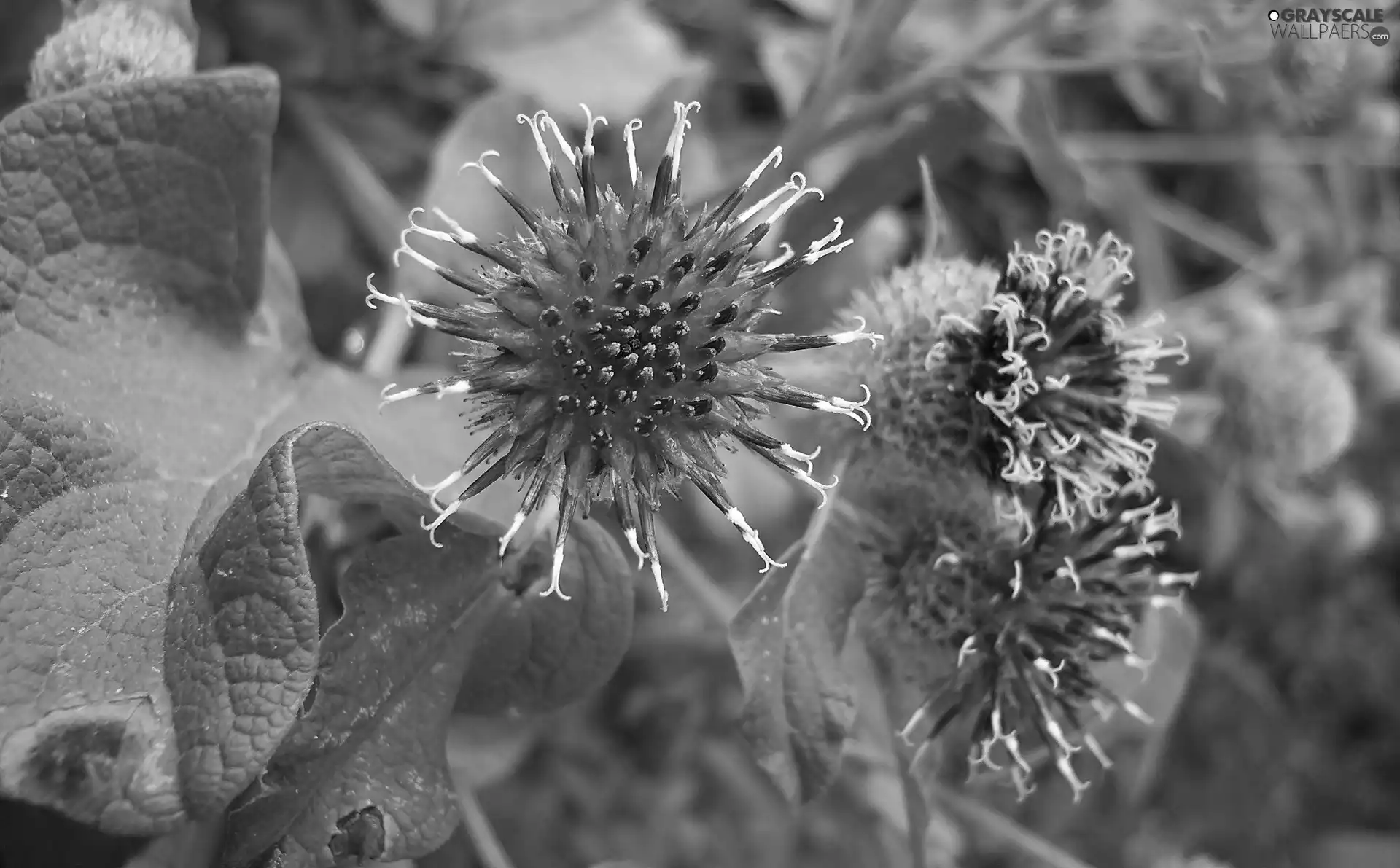 inflorescence, teasel