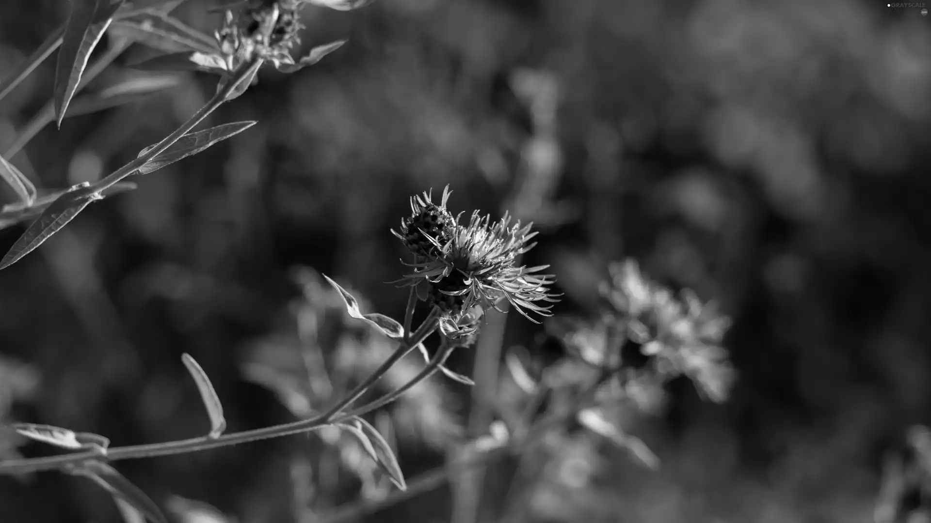 Violet, teasel