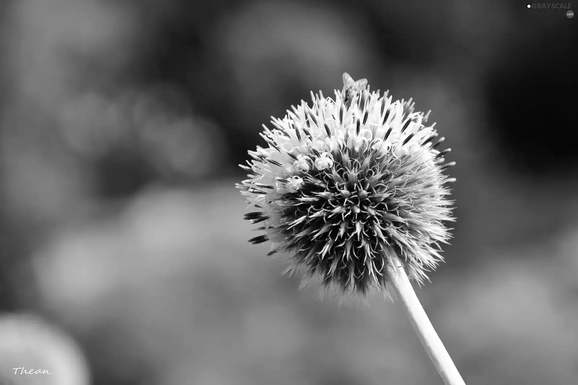 White, teasel