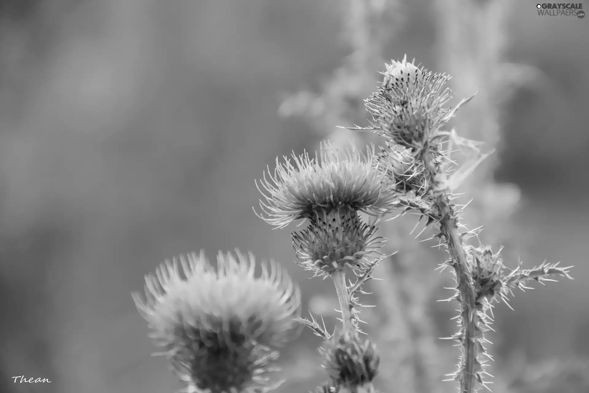 teasel