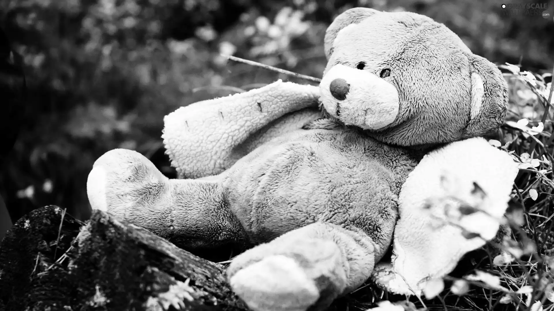 doublet, Plush, teddy bear