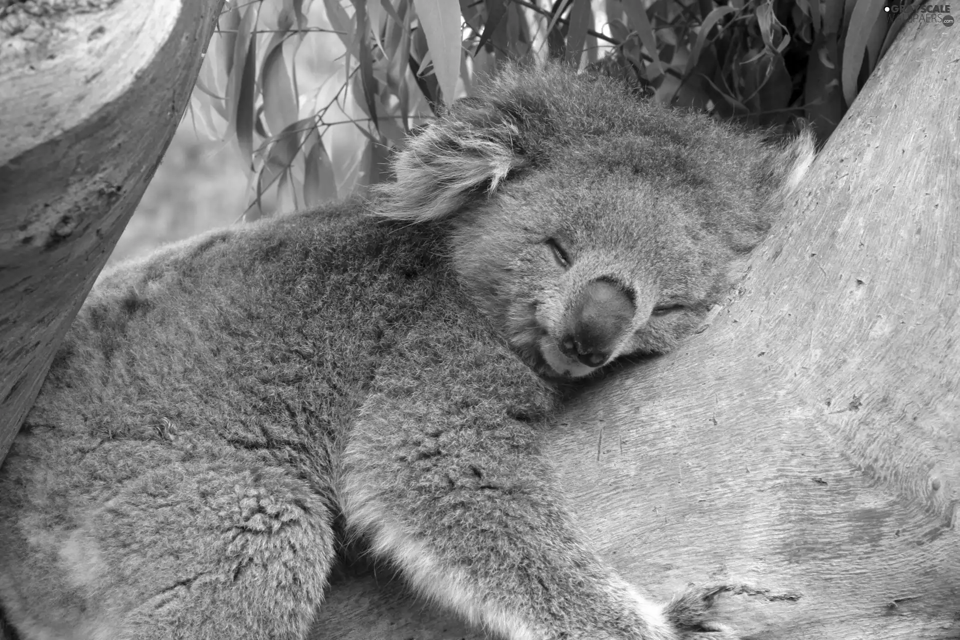 Koala, sleepy, teddy bear