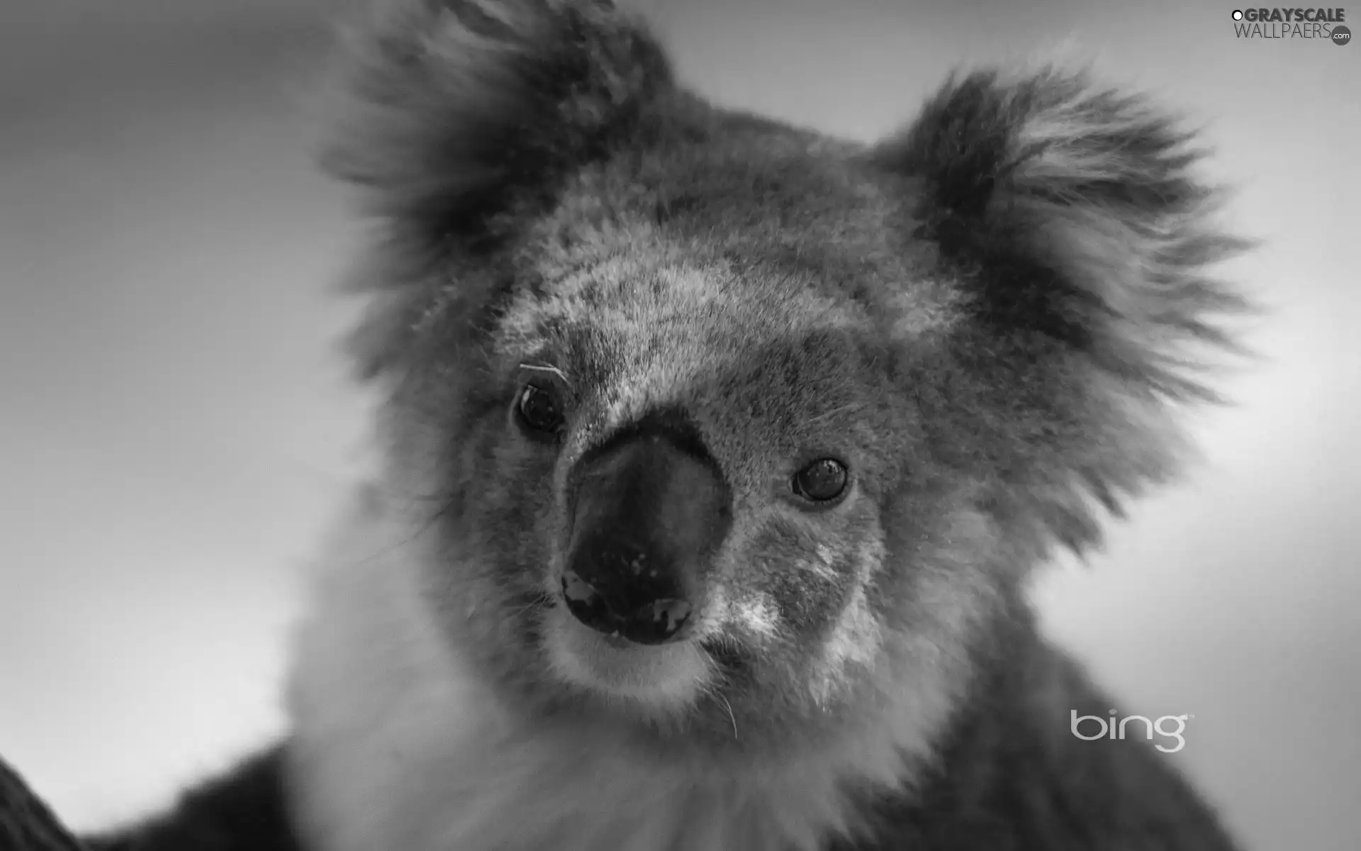 teddy bear, Koala