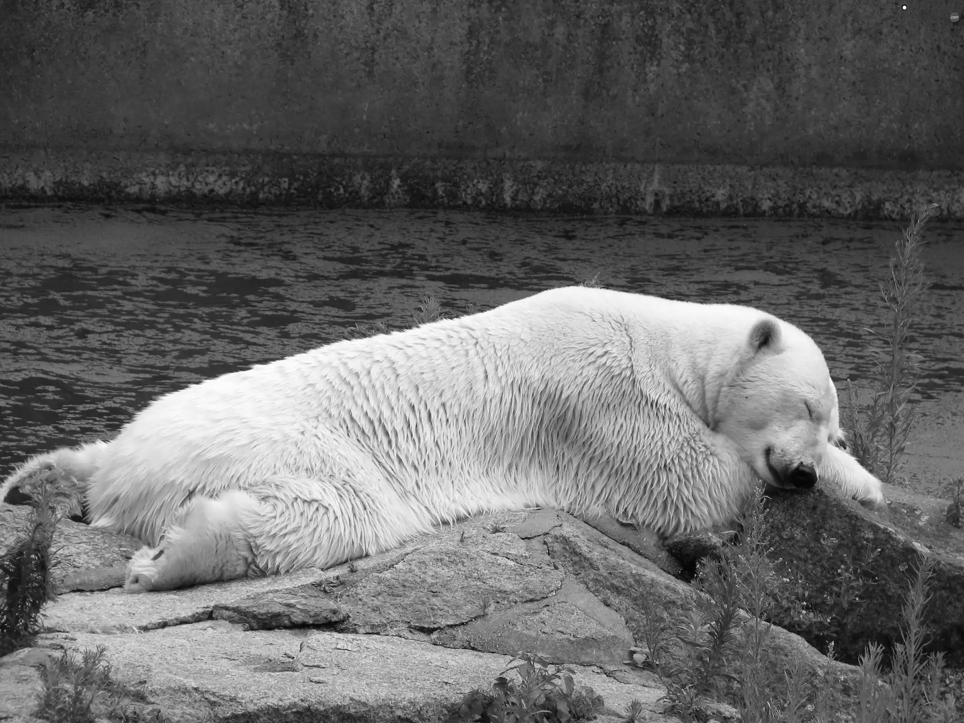 polar, White, teddy bear