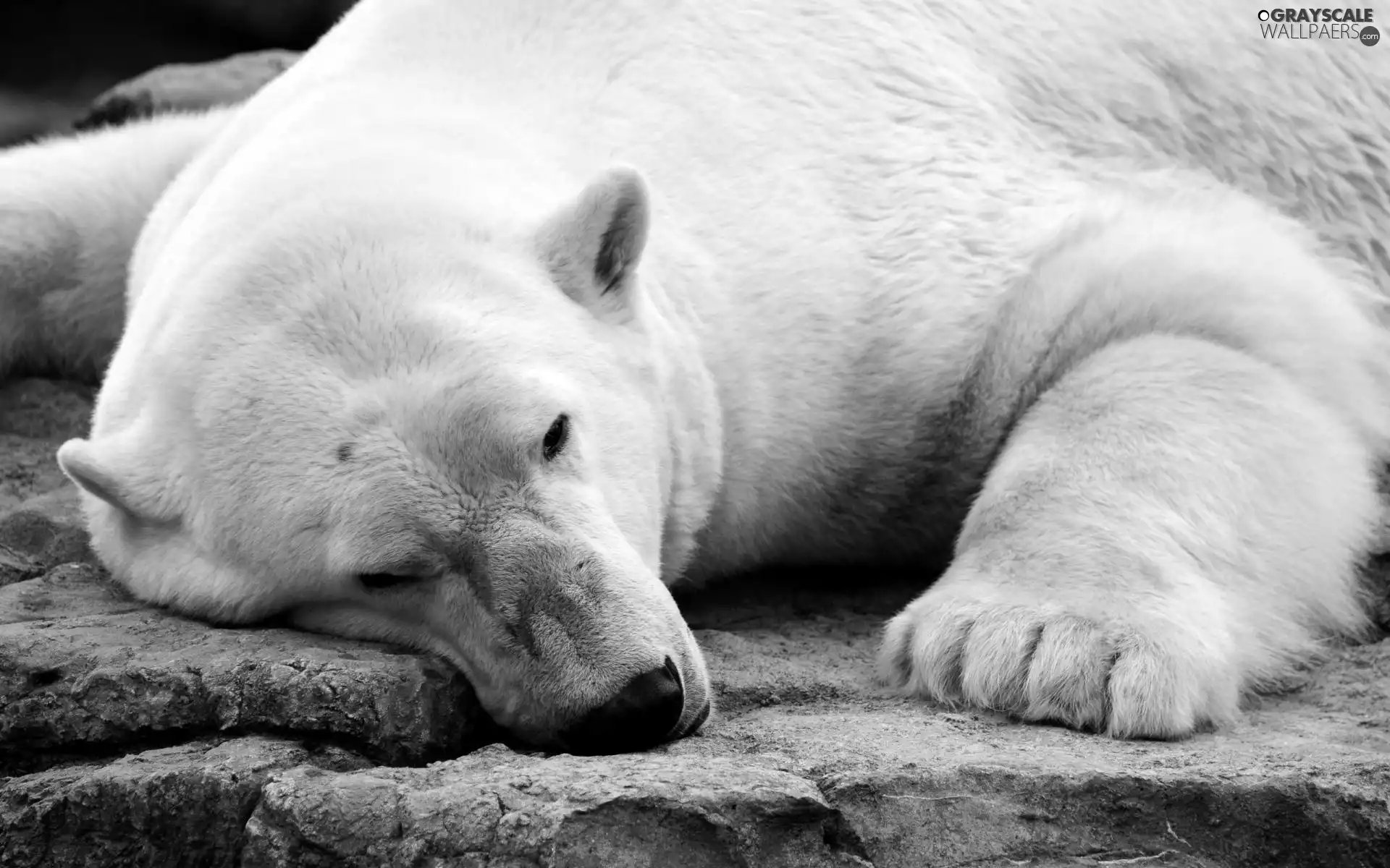 teddy bear, polar