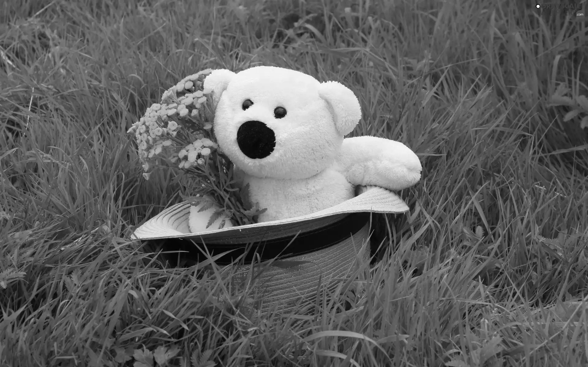 Hat, Meadow, Plush, teddy bear, White