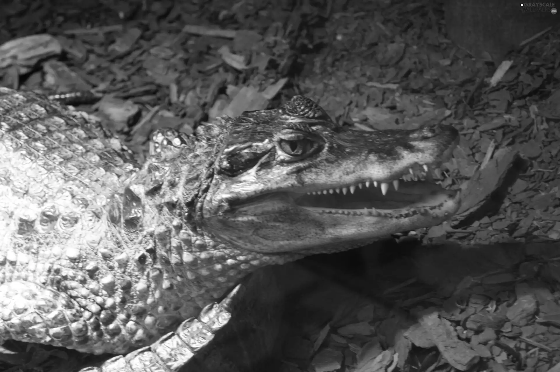 cayman, Teeth
