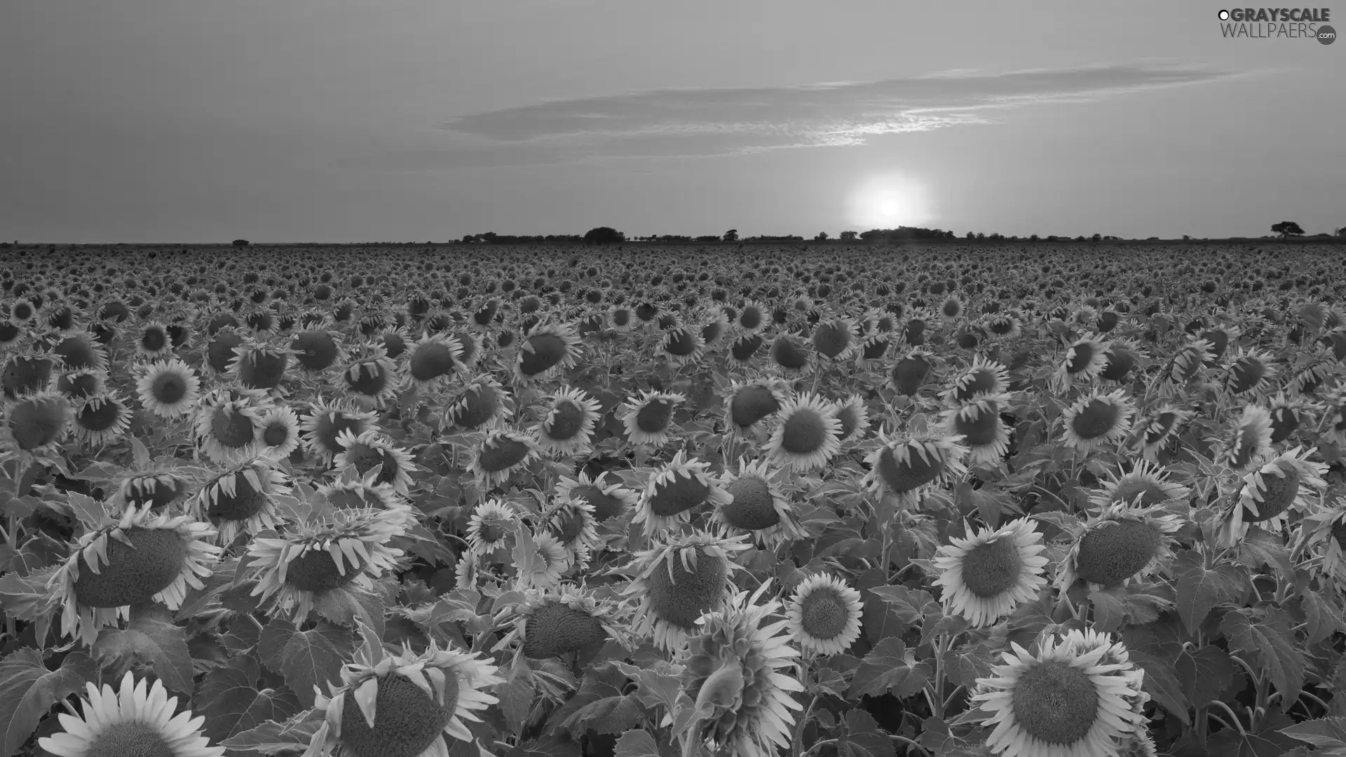 Teksas, Field, sunflowers
