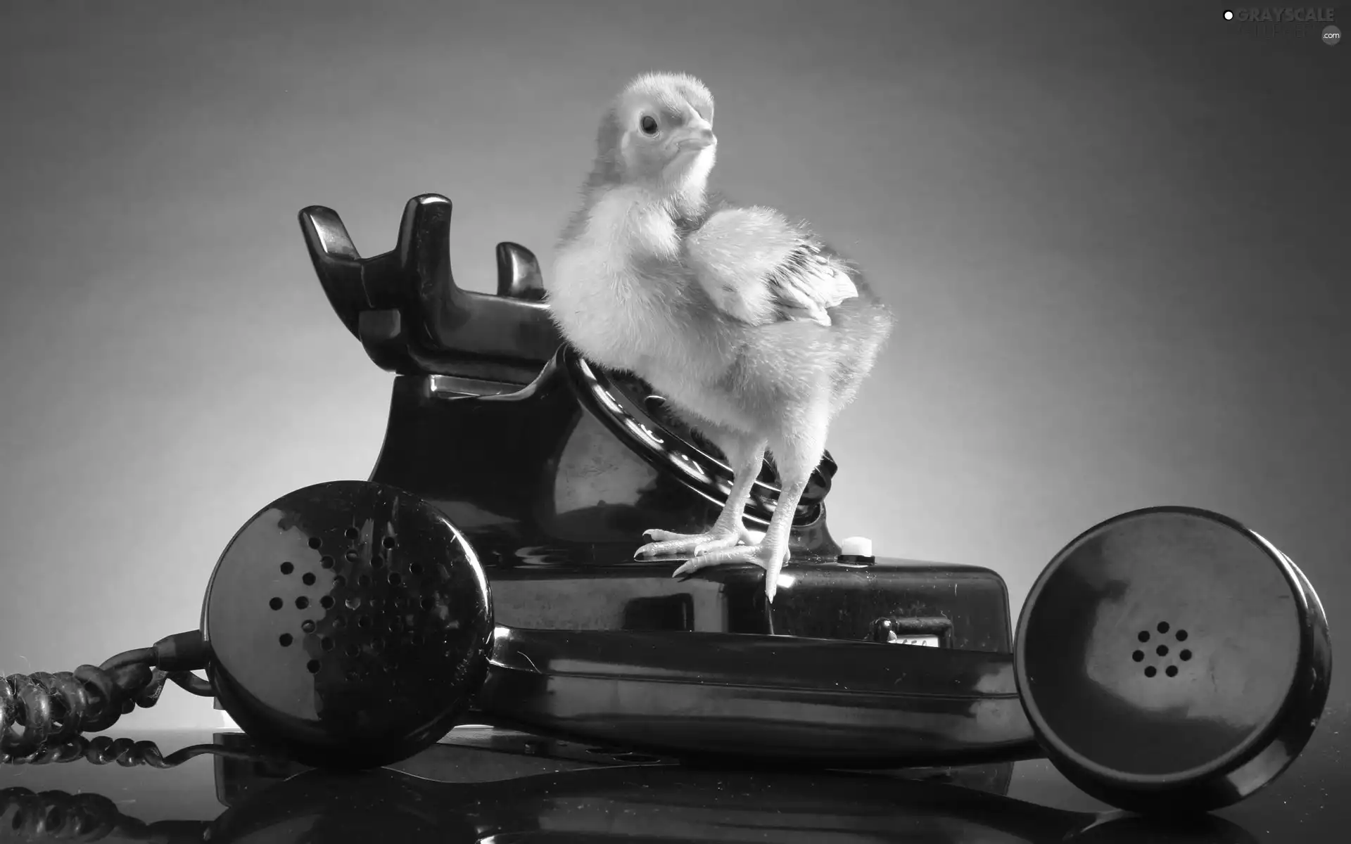 chicken, Telephone