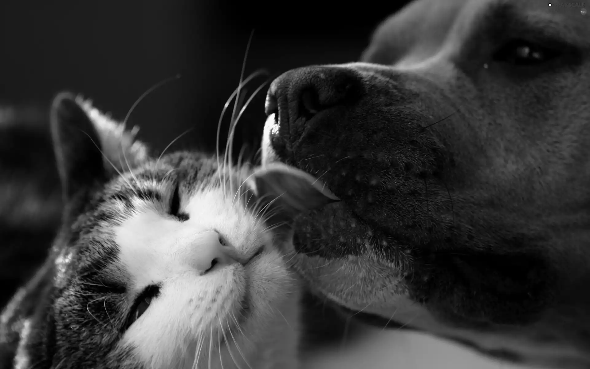 tenderness, dog, cat