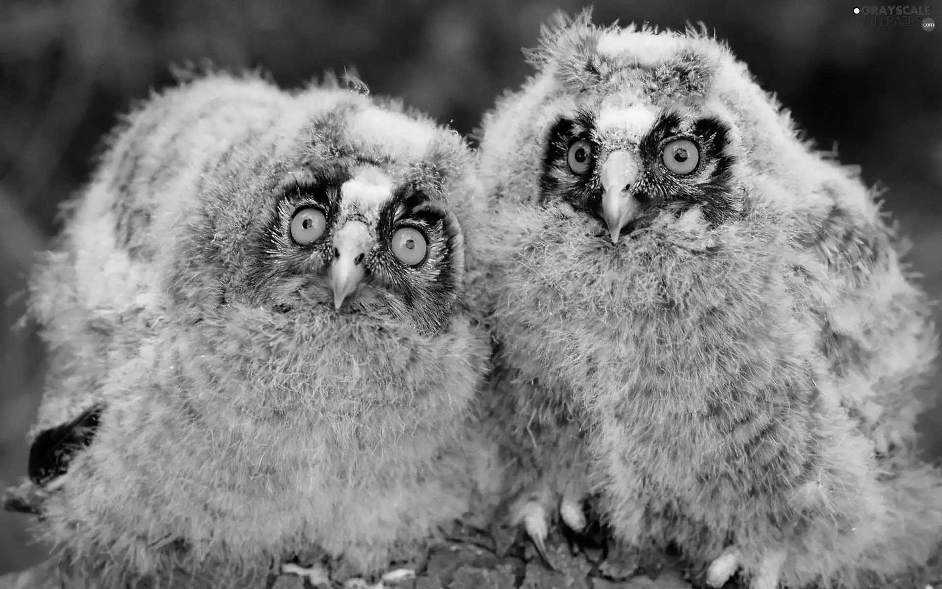 Owls, Tengmalm