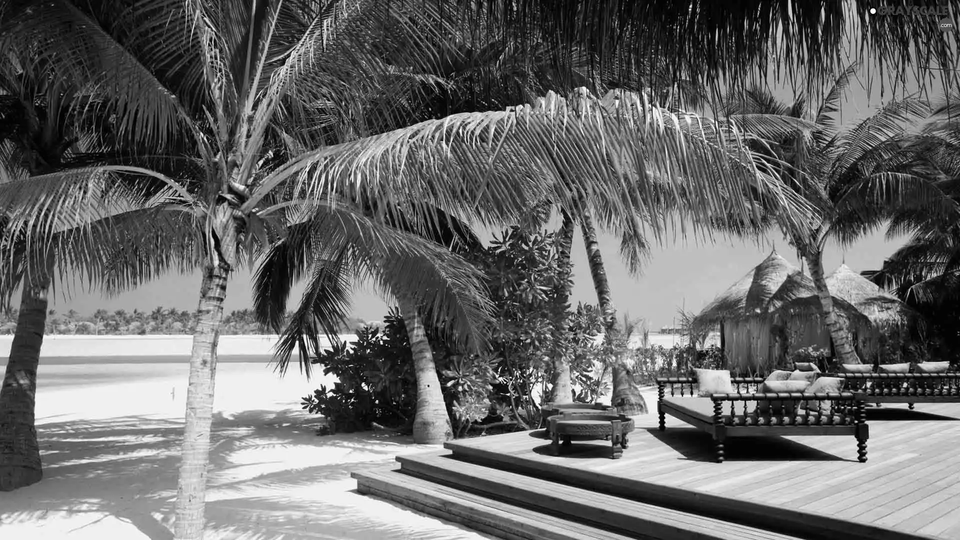 terrace, Home, Palms