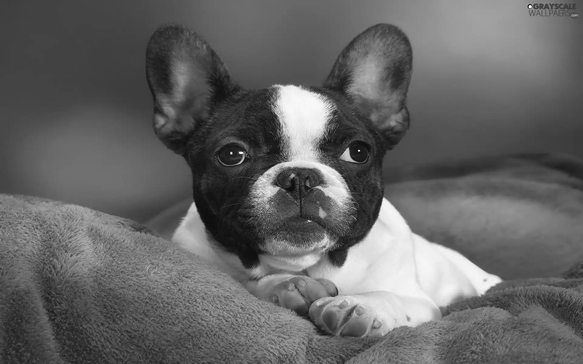 haunt, French Bulldog