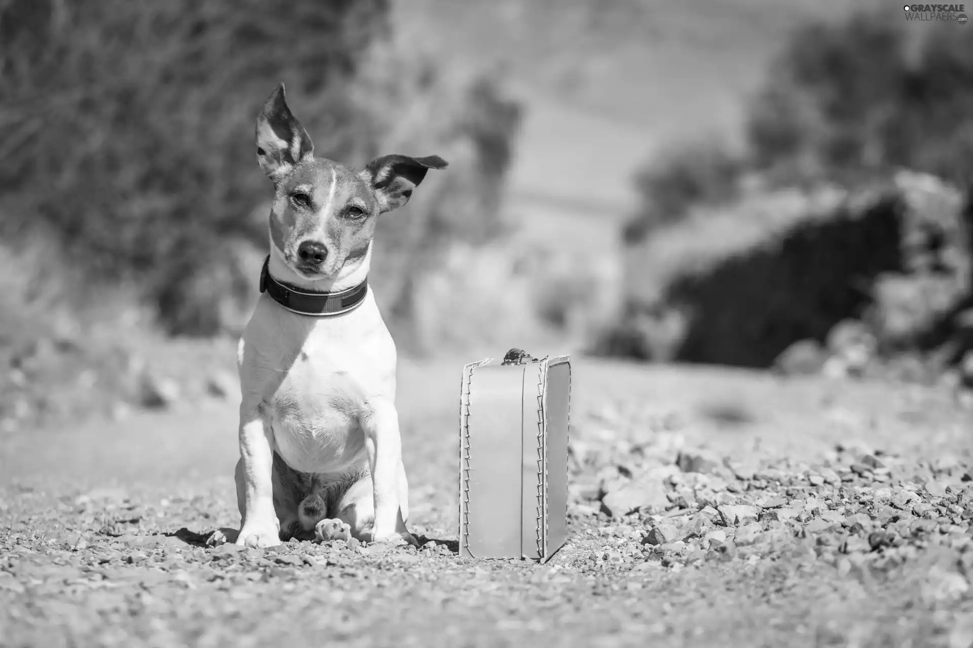 Terrier, dog, case, Way, traveller, Jack Russell