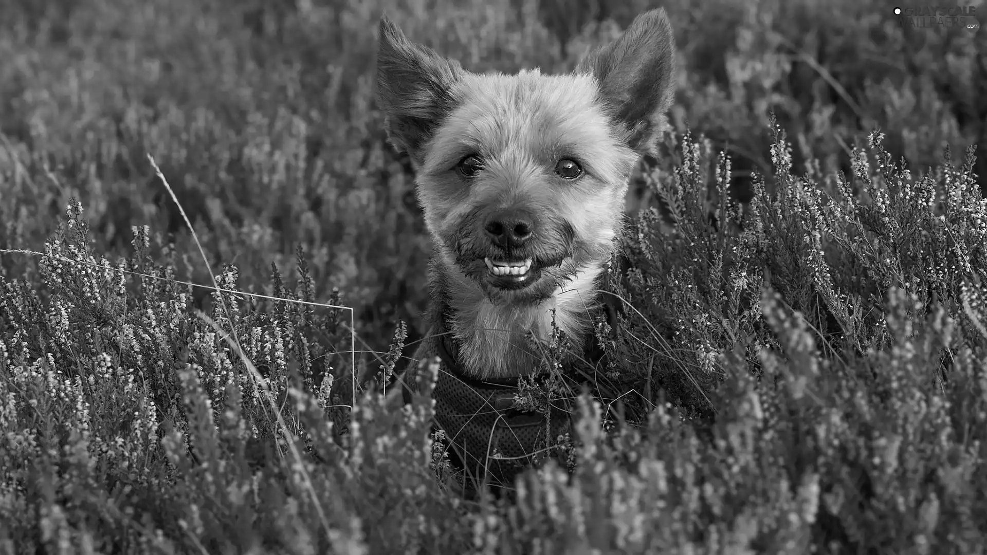 heathers, dog, Yorkshire Terrier