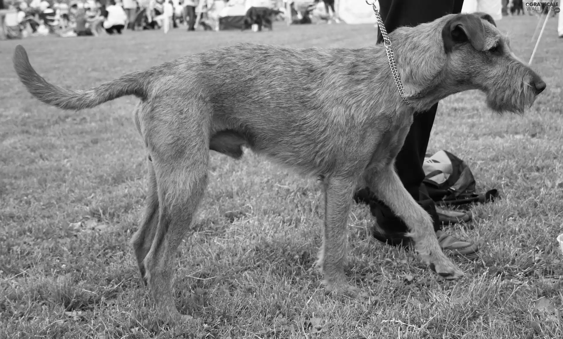 ginger, Irish Terrier