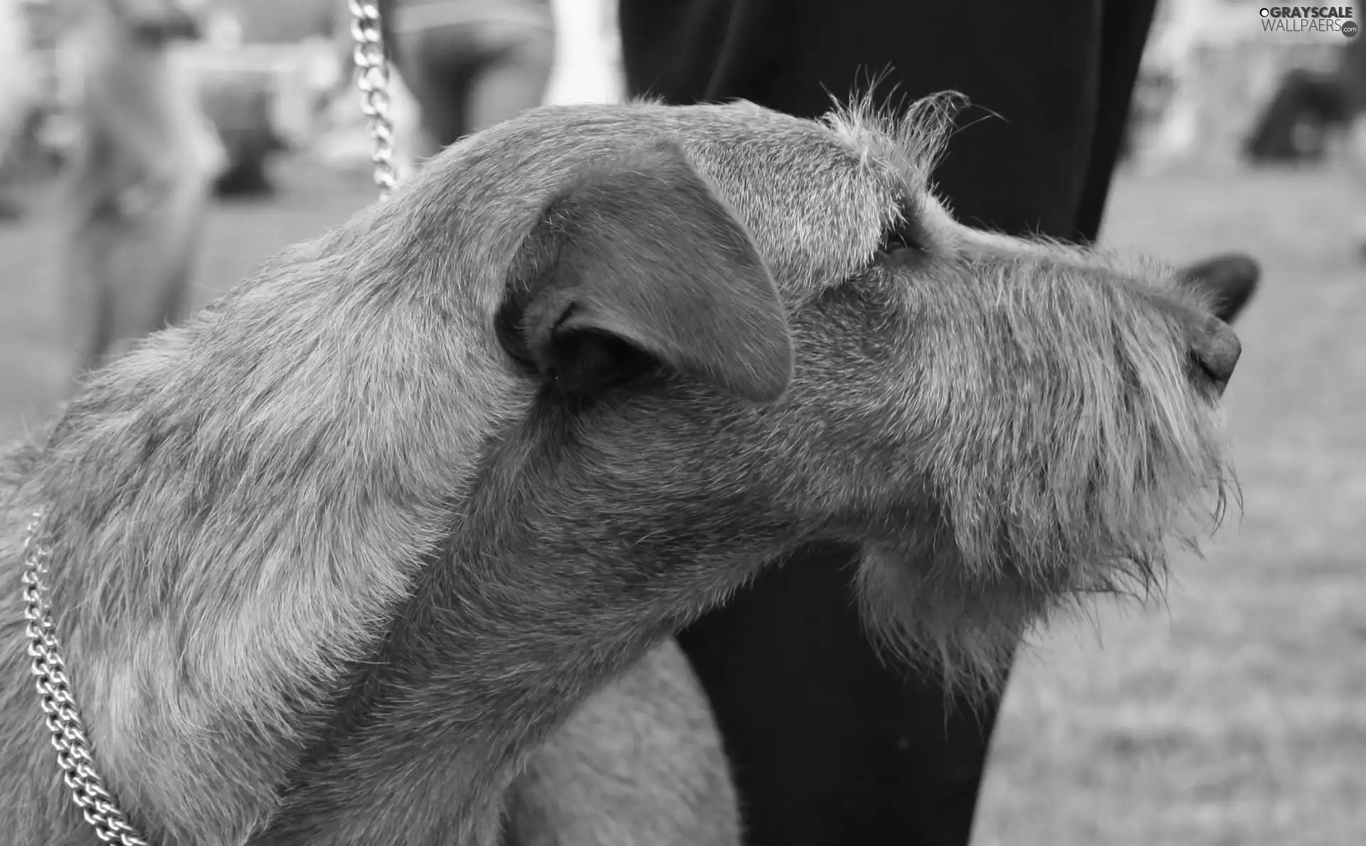 Head, Irish Terrier